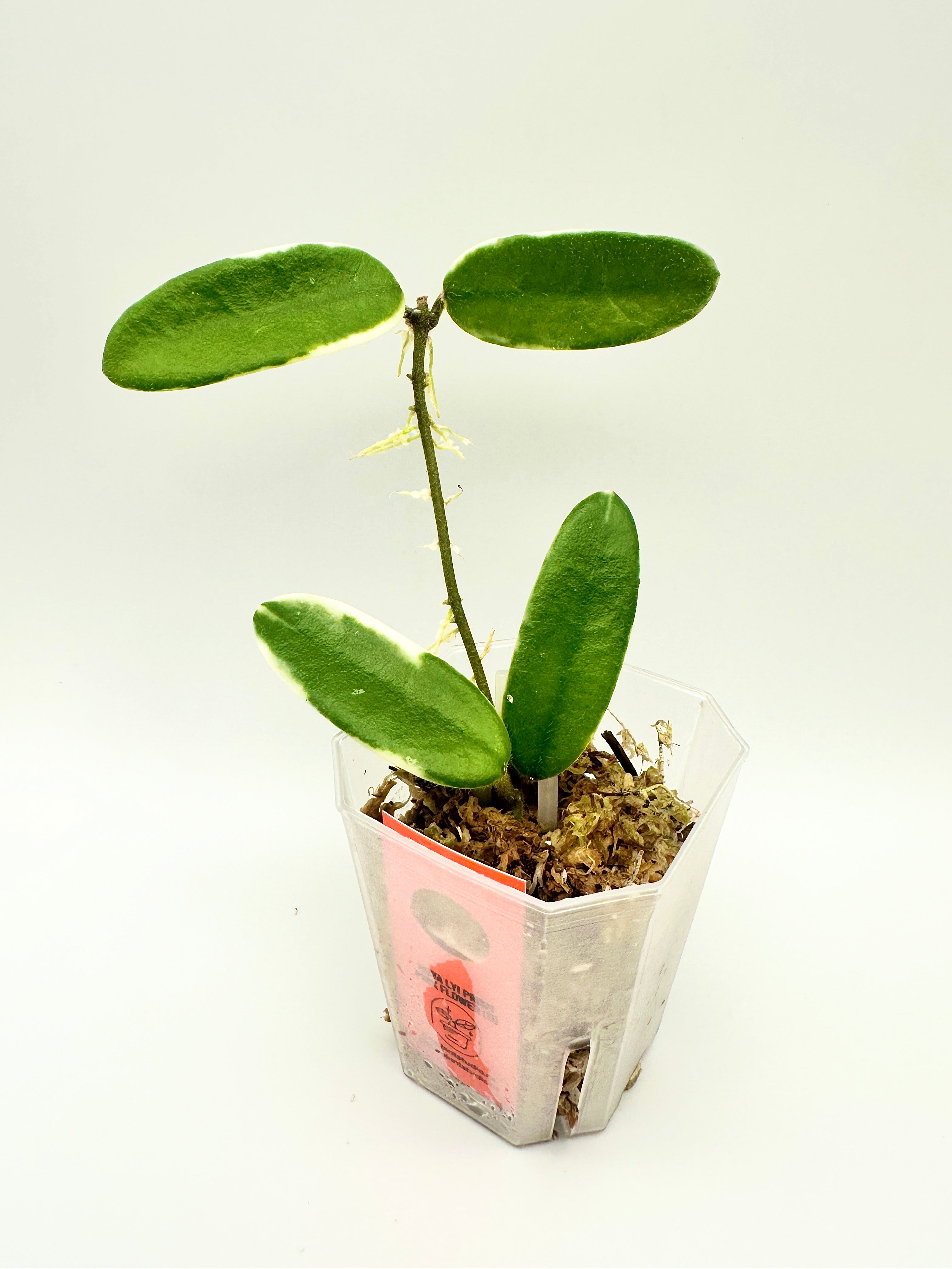 Hoya Lyi Prism - Pink Flower (D)
