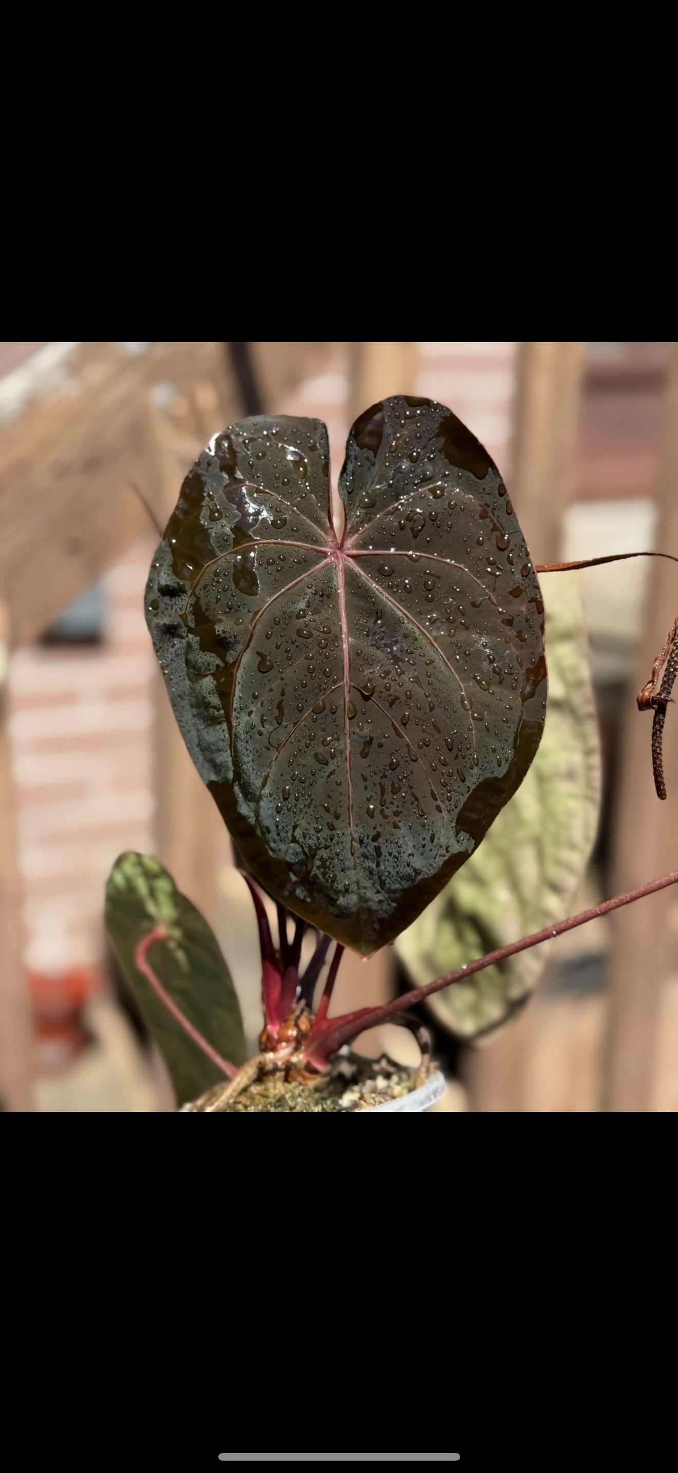 Anthurium Bloodmoon OG clone