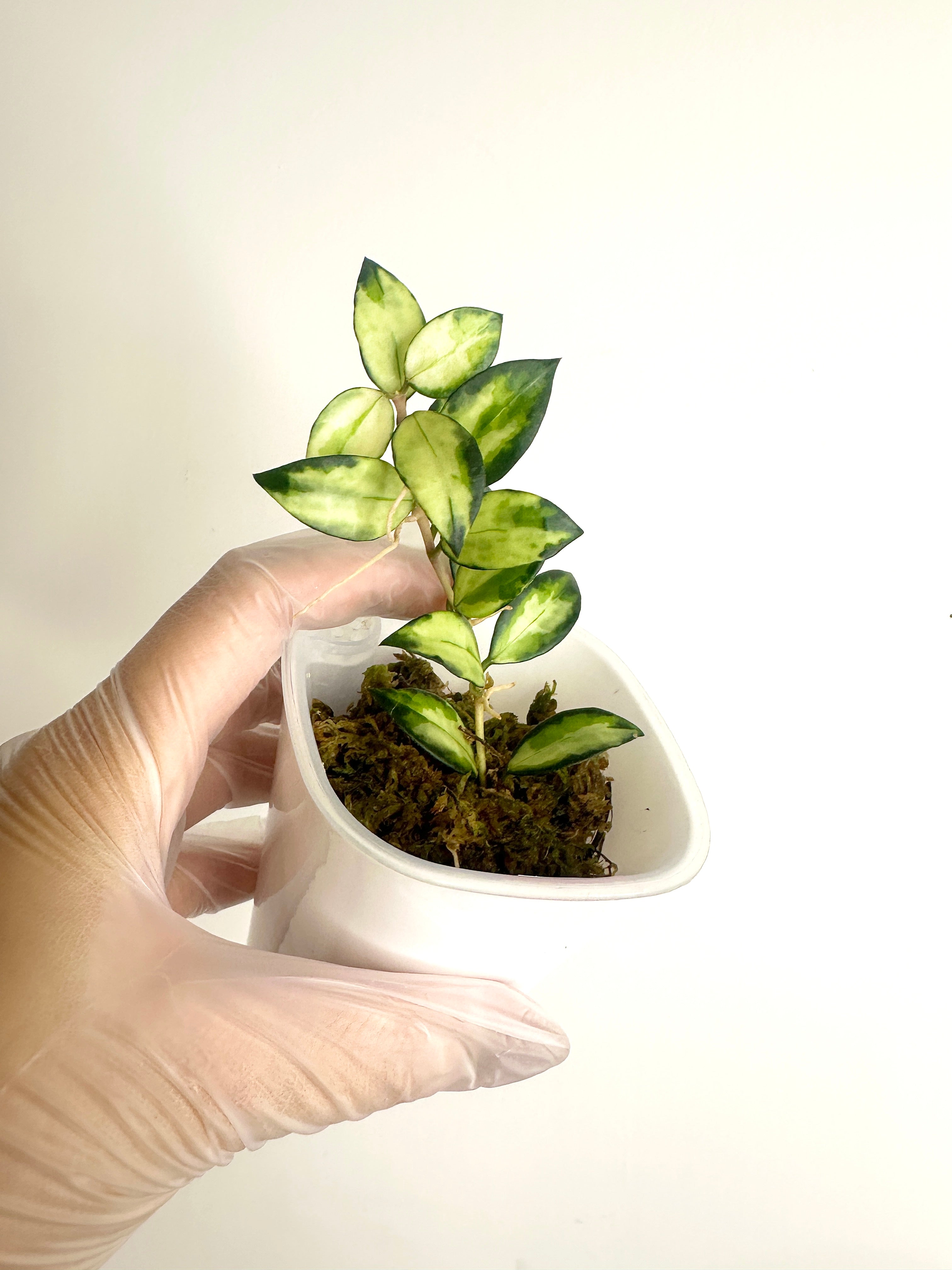 Hoya Lacunosa ‘Tricolour Bruno’ (with SWP)