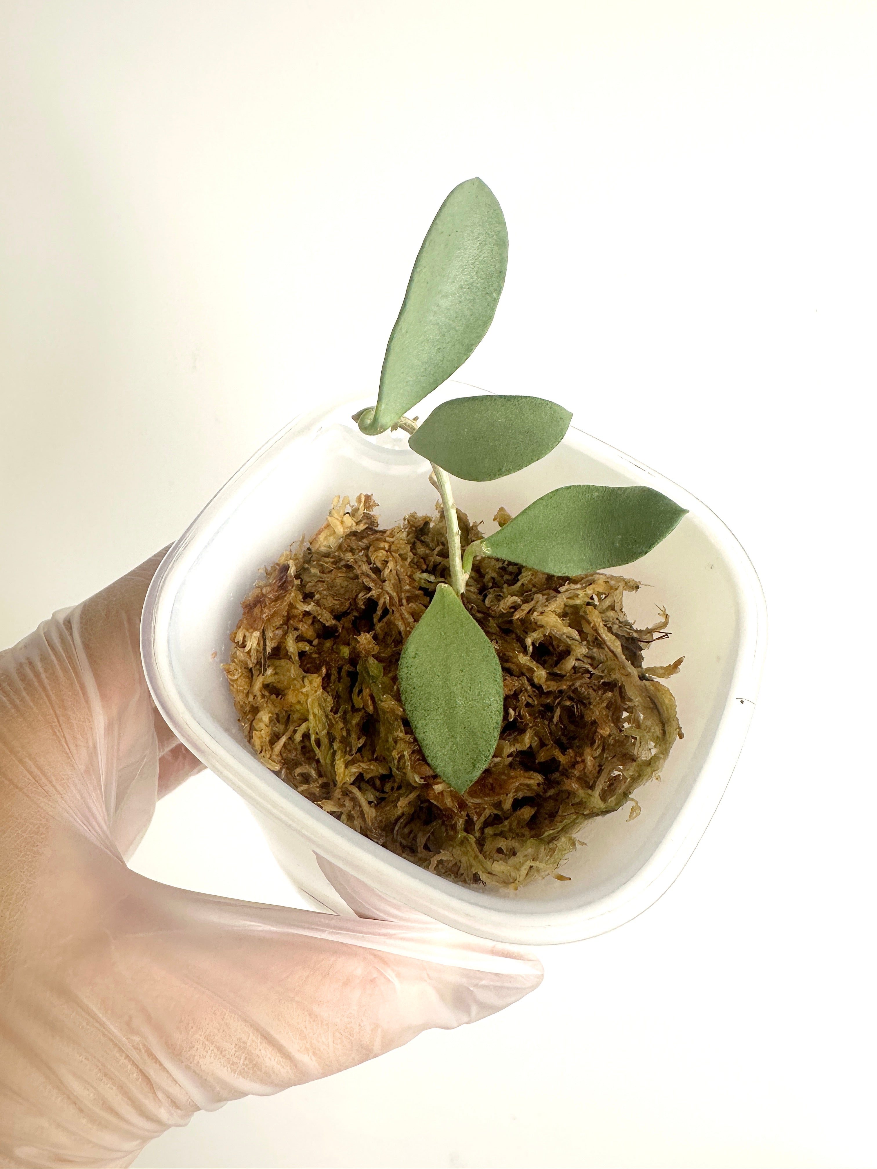 Hoya Nummularioides Silver (with SWP)