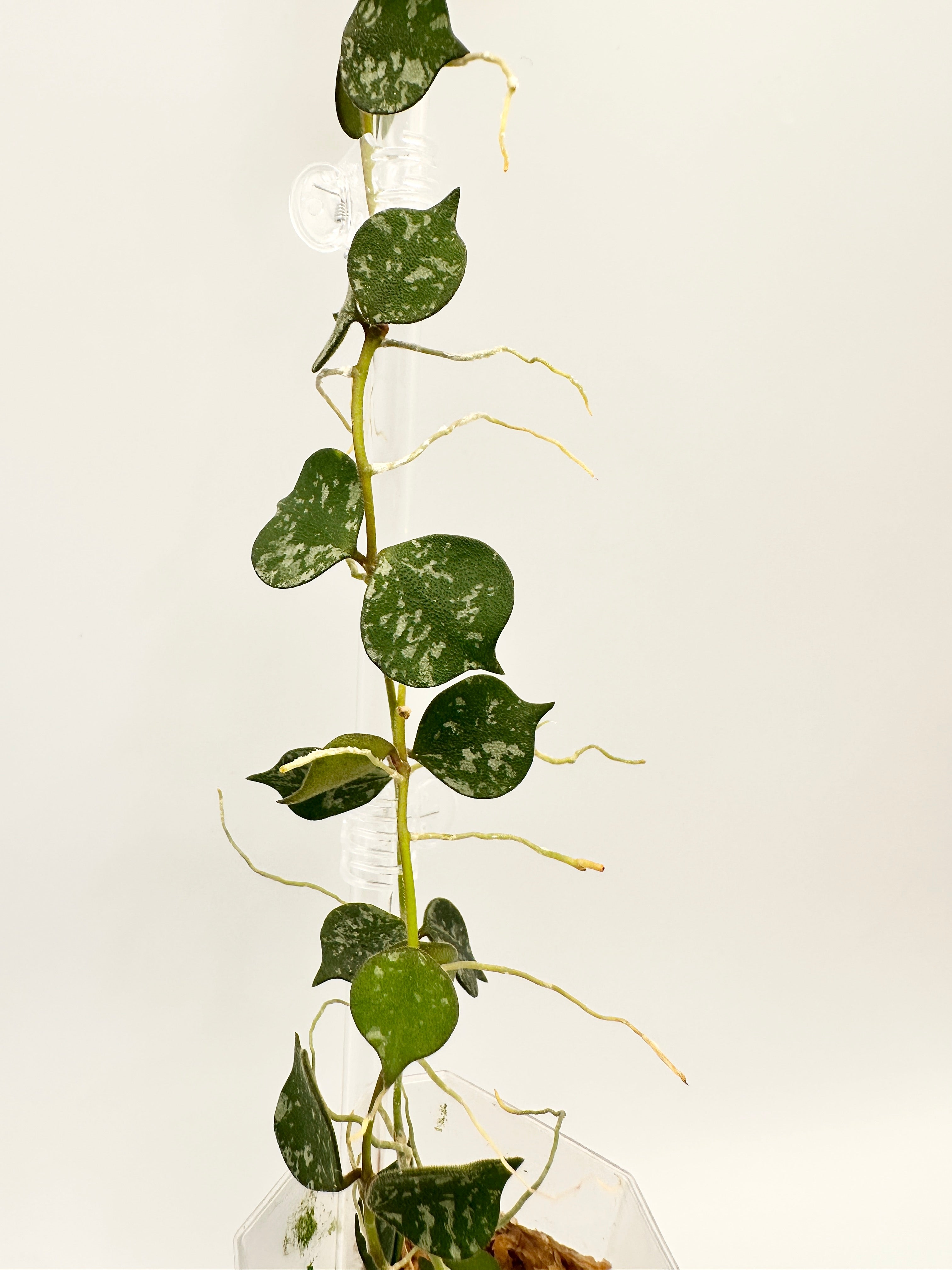 Hoya Curtisii Splash