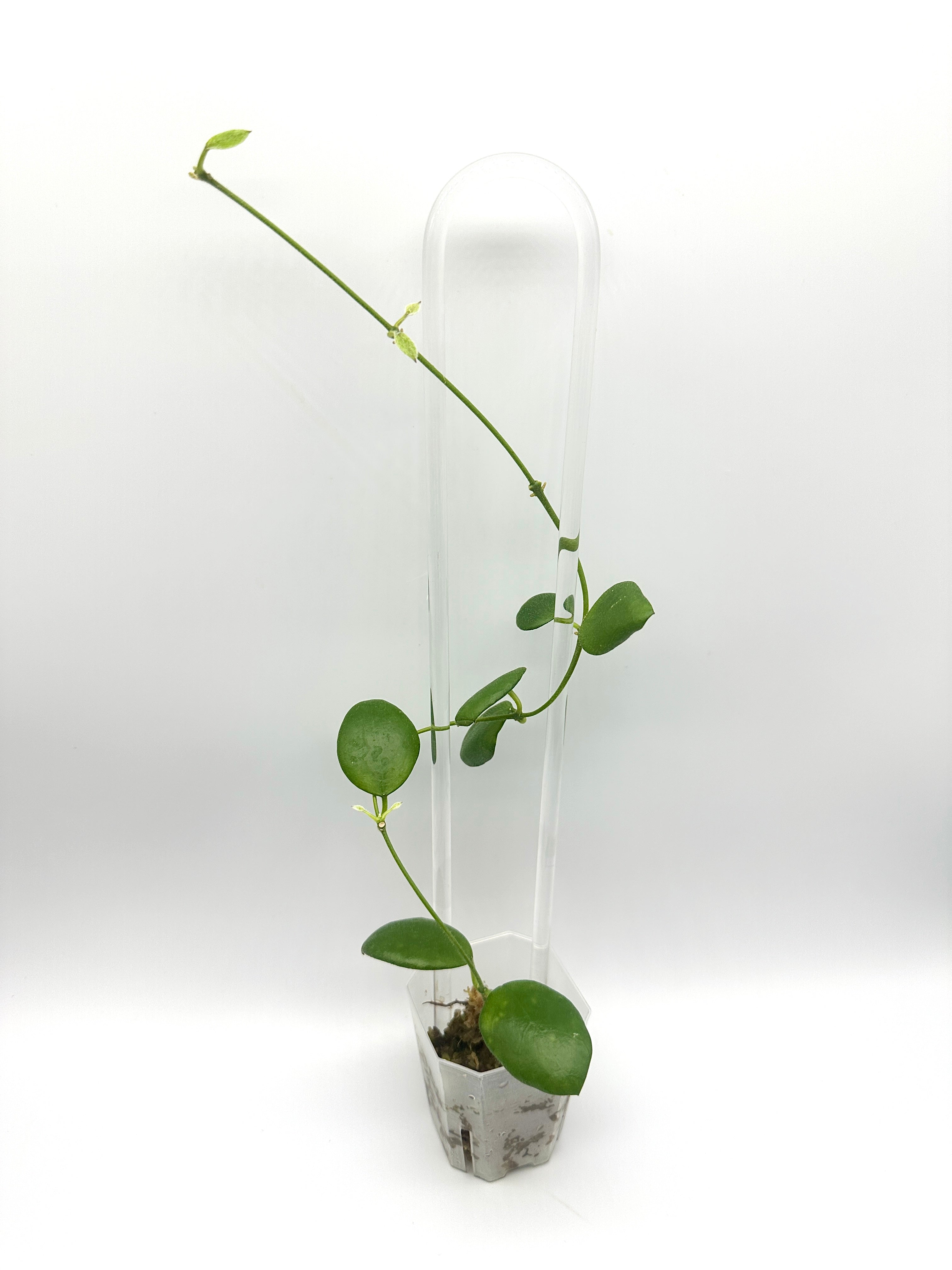 Hoya Sp. Pagar Alam