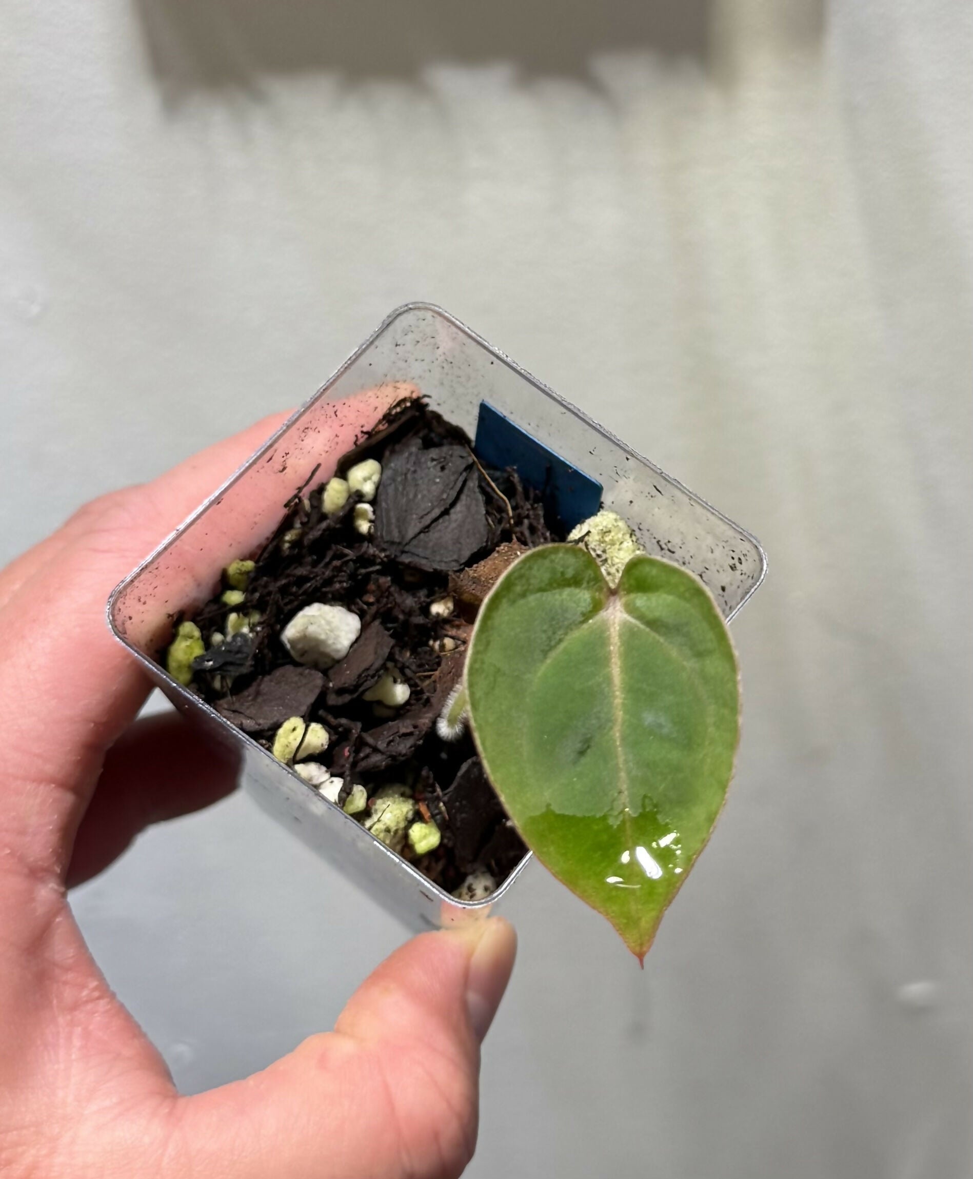 Anthurium Bloodmoon OG clone