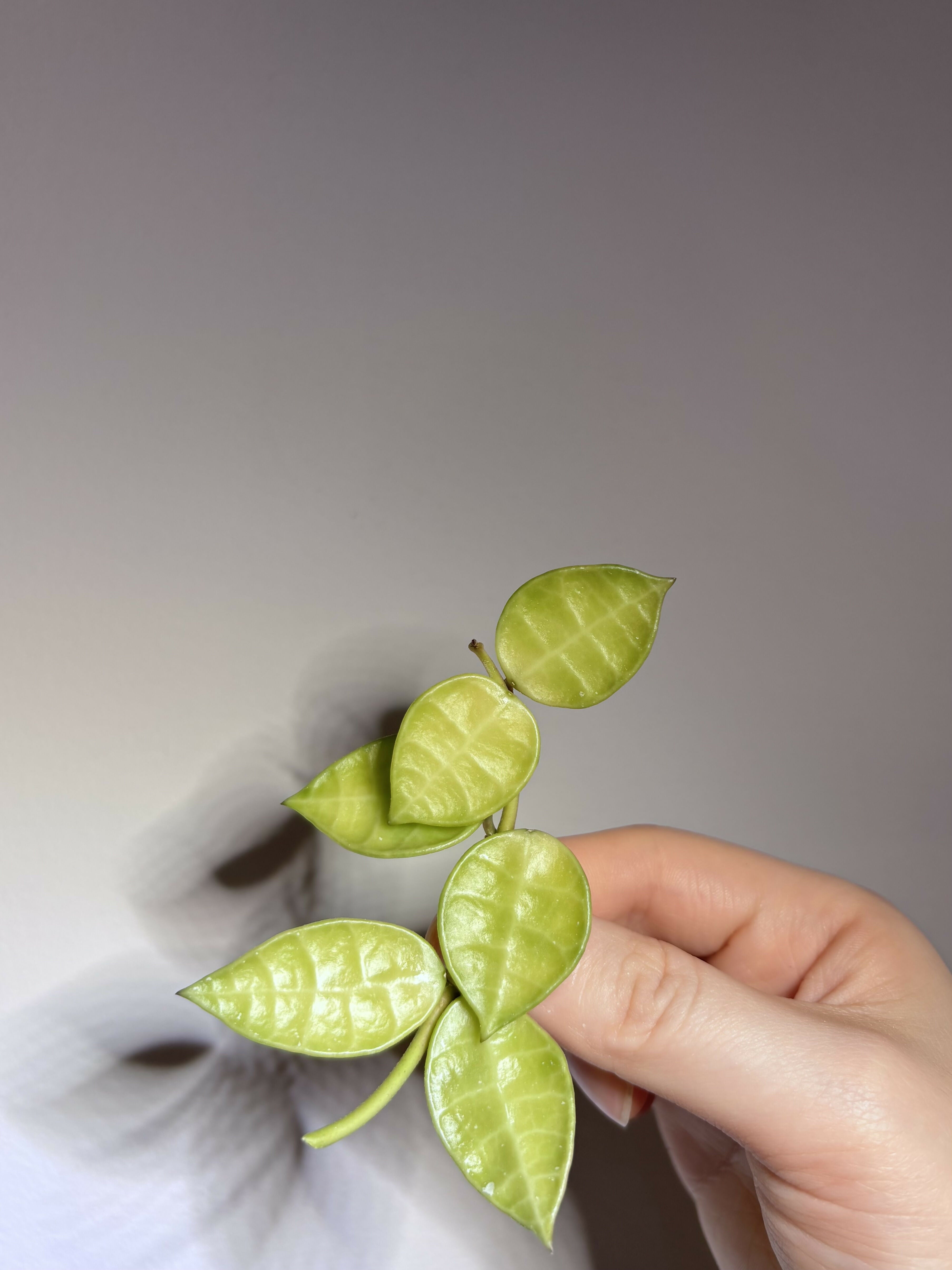 Hoya Lacunosa Trio (A)