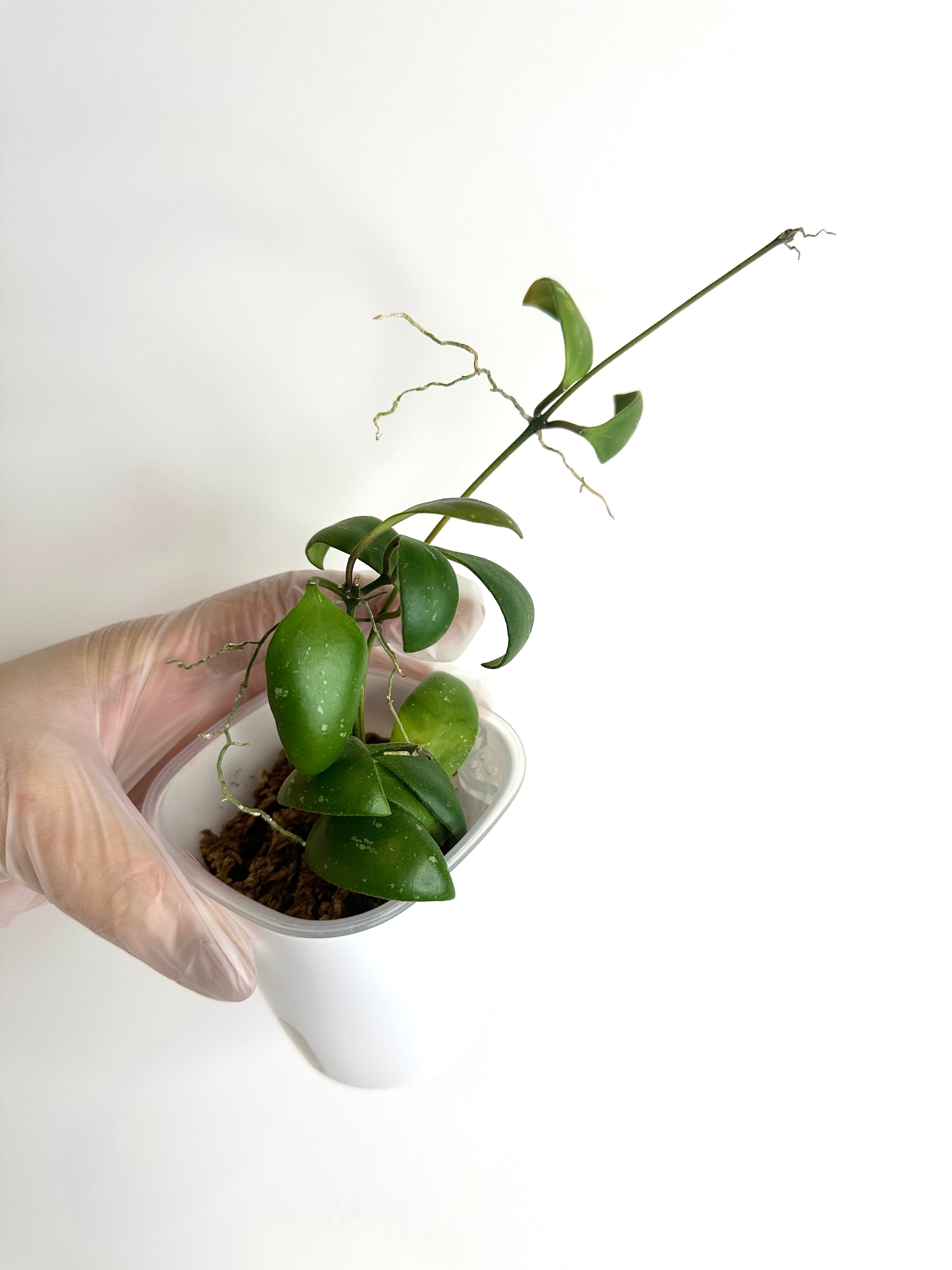 Hoya Brevialata (with SWP)