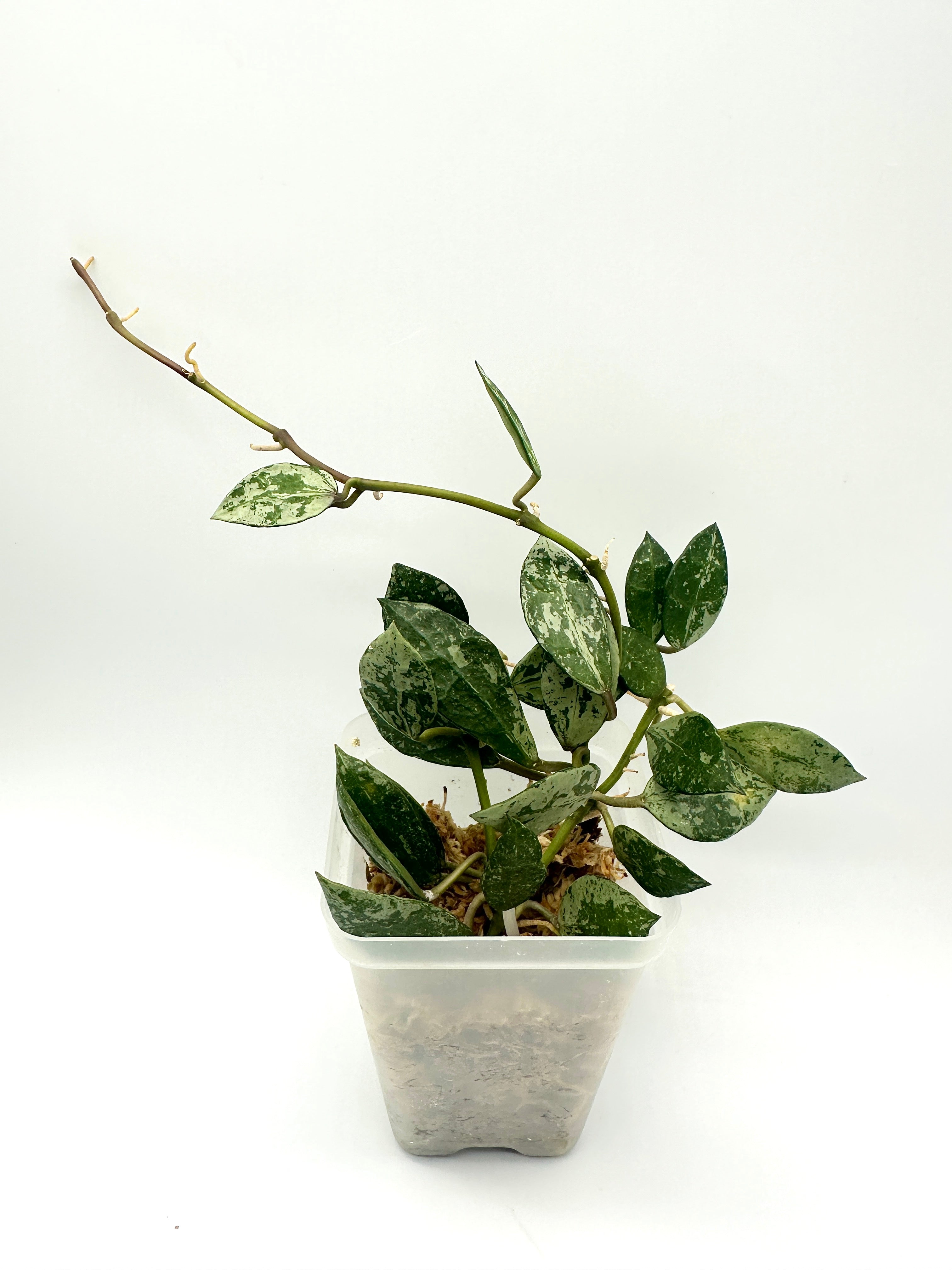 Hoya Lacunosa ‘Tiger Skin’