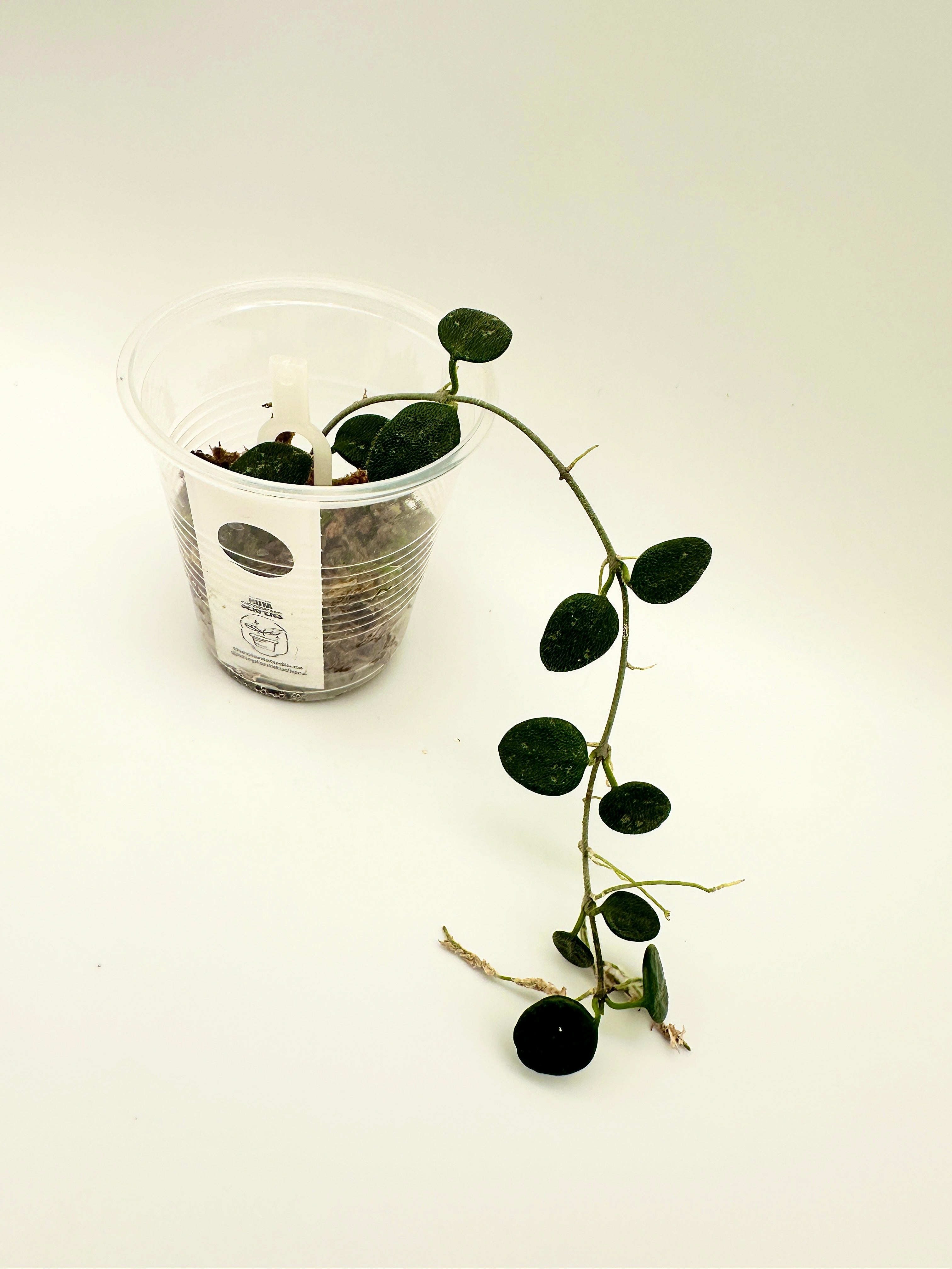 Hoya Serpens (B)