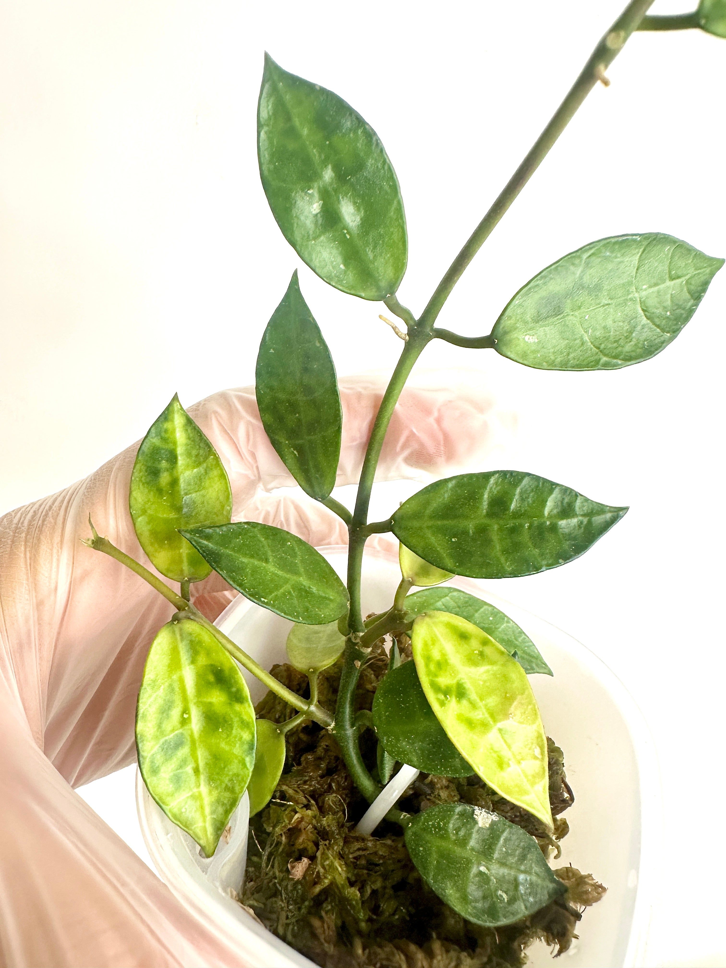 Hoya Lacunosa ‘Amarillo’ (with SWP)