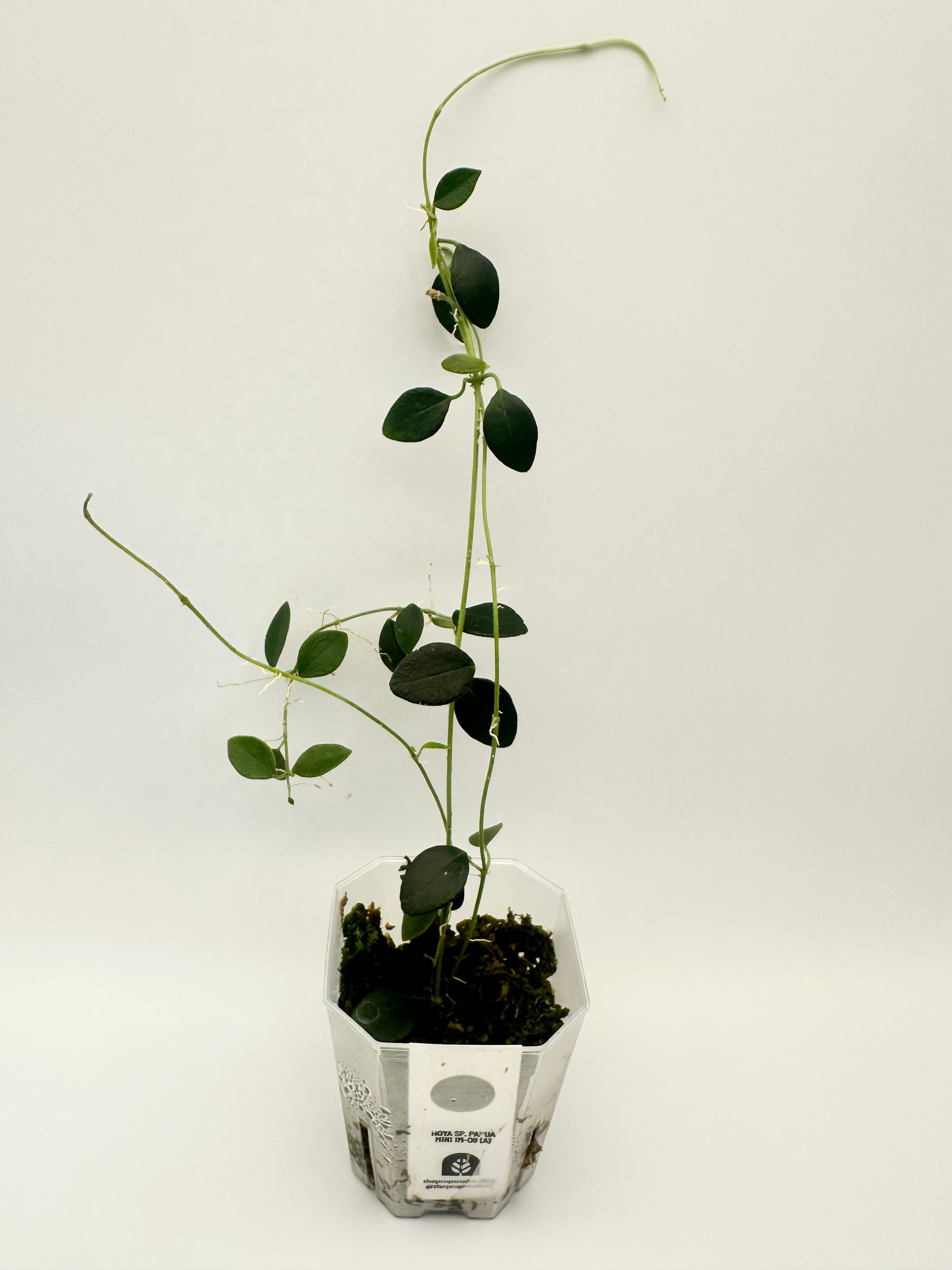 Hoya sp. Papua IM-08