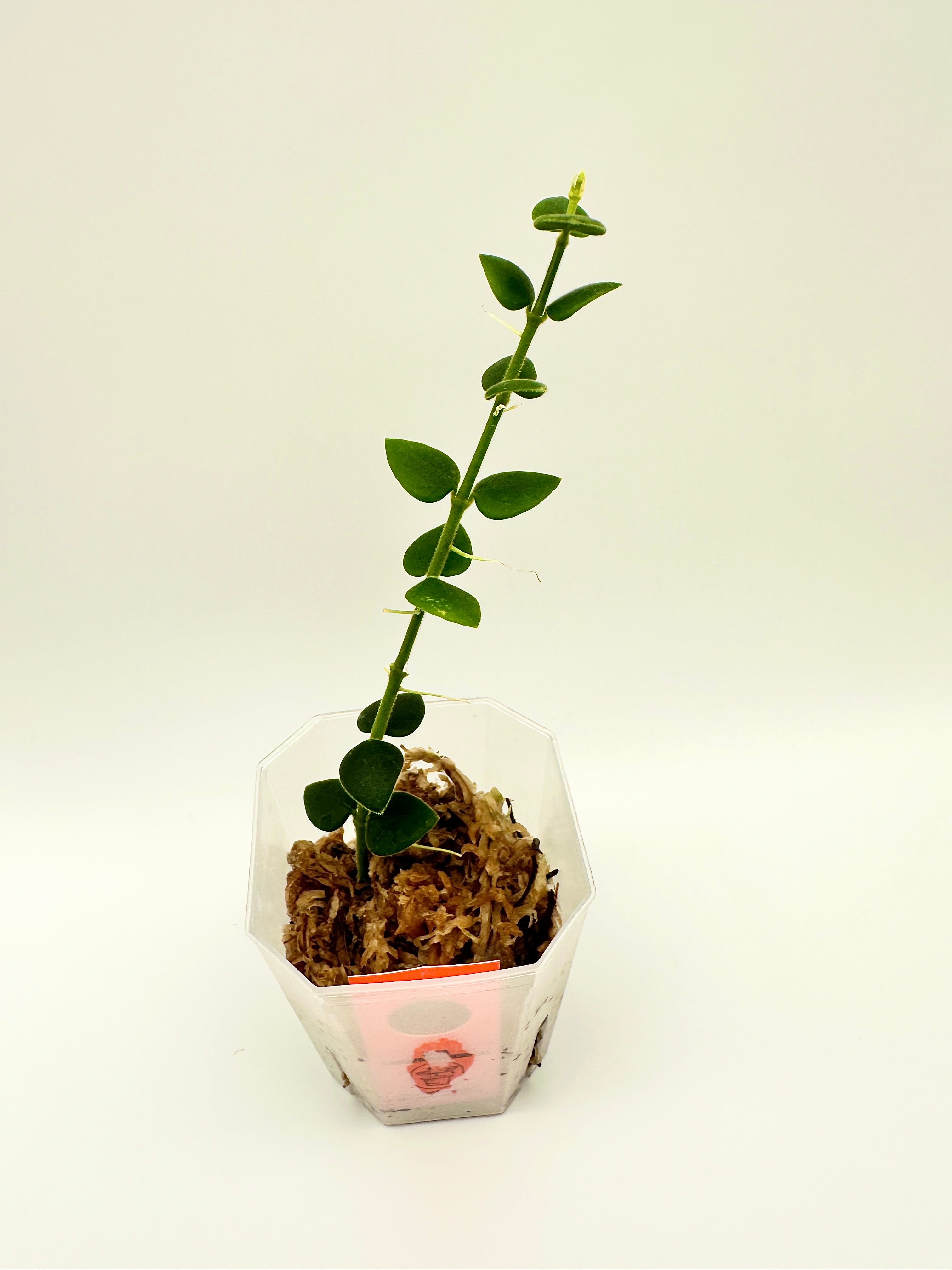 Hoya Chinghungensis  (A)
