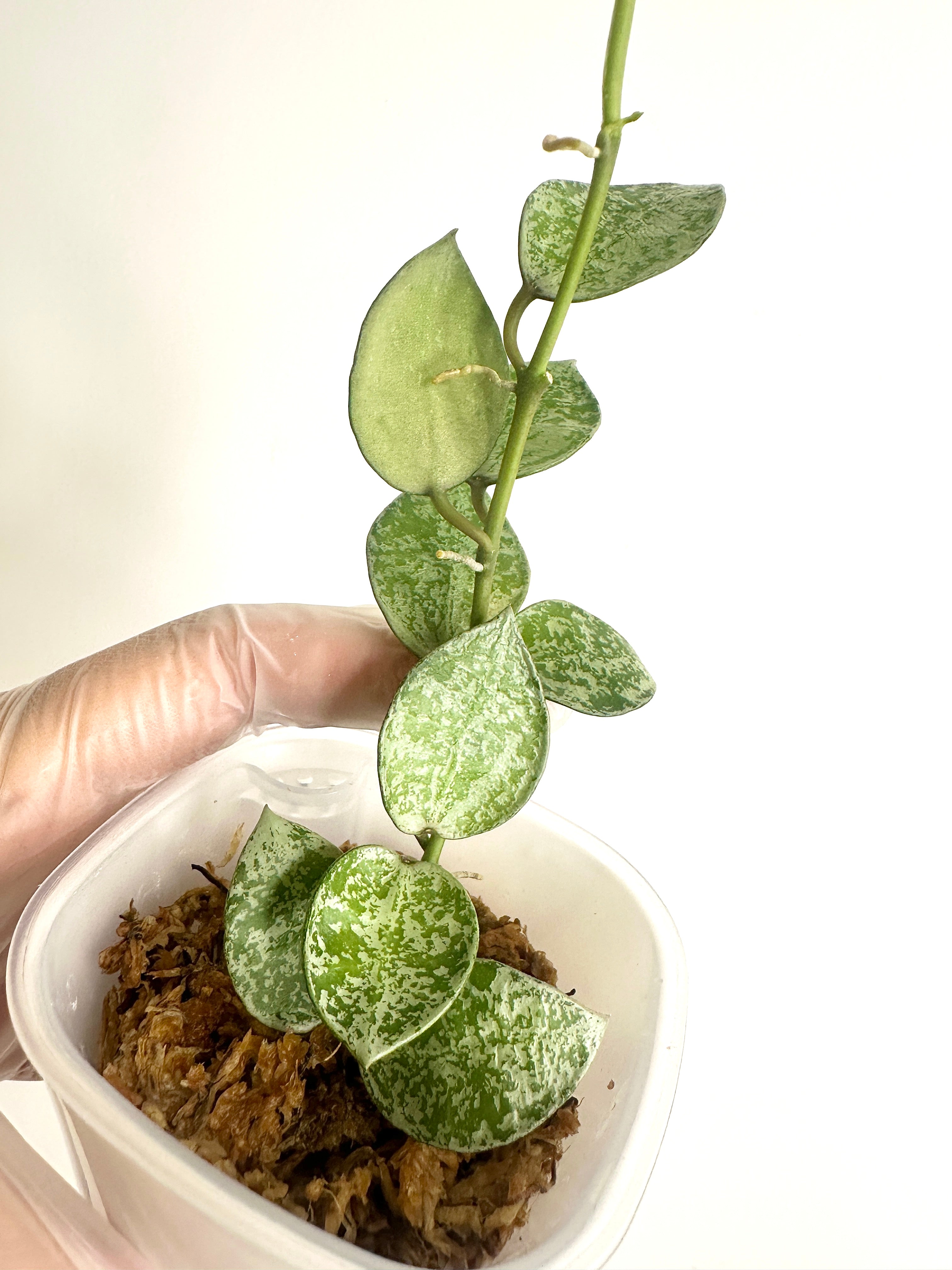 Hoya Lacunosa ‘Silver Lime’ (with SWP)