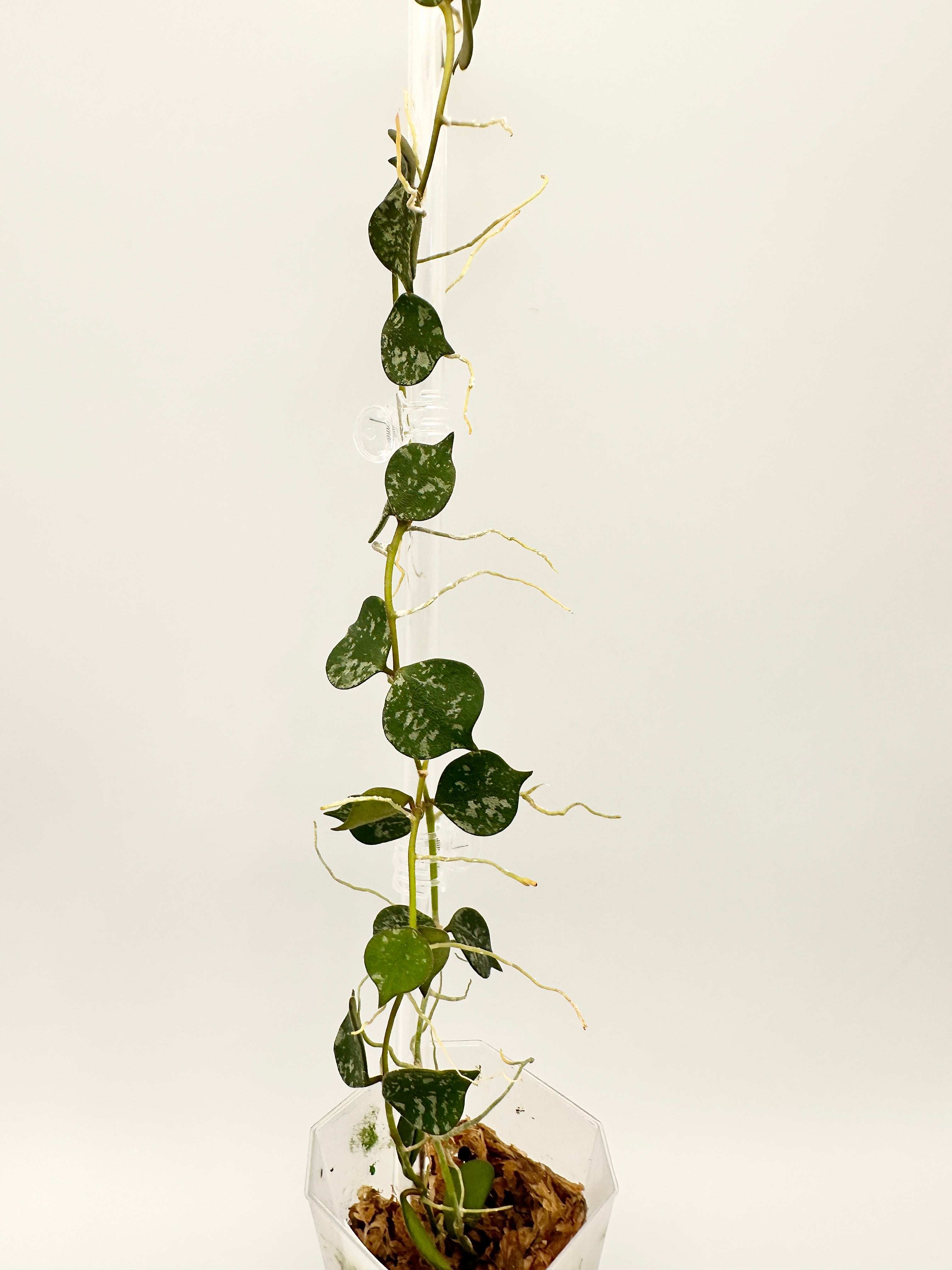 Hoya Curtisii Splash