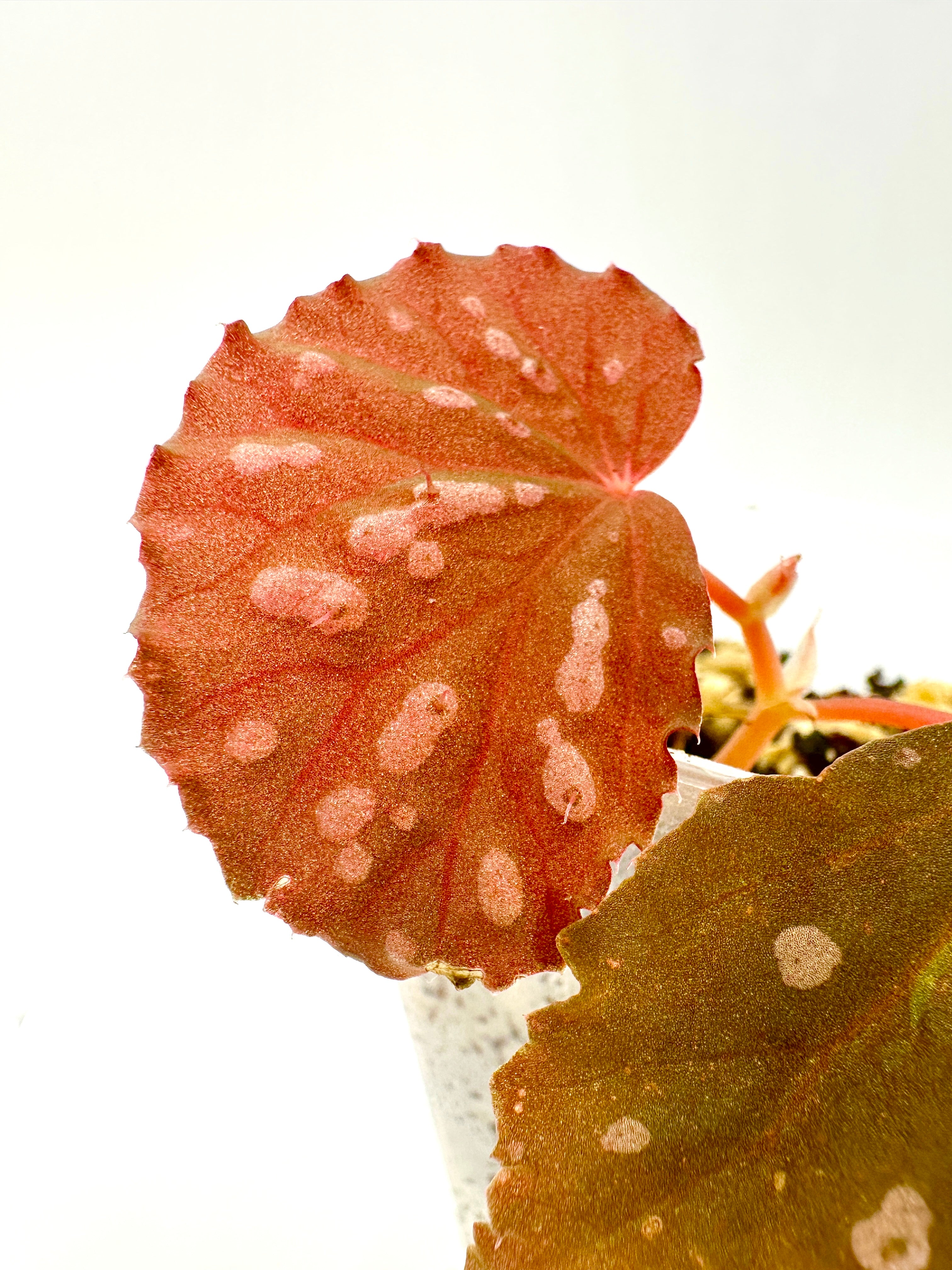 Begonia Sarawak Spots x Baik