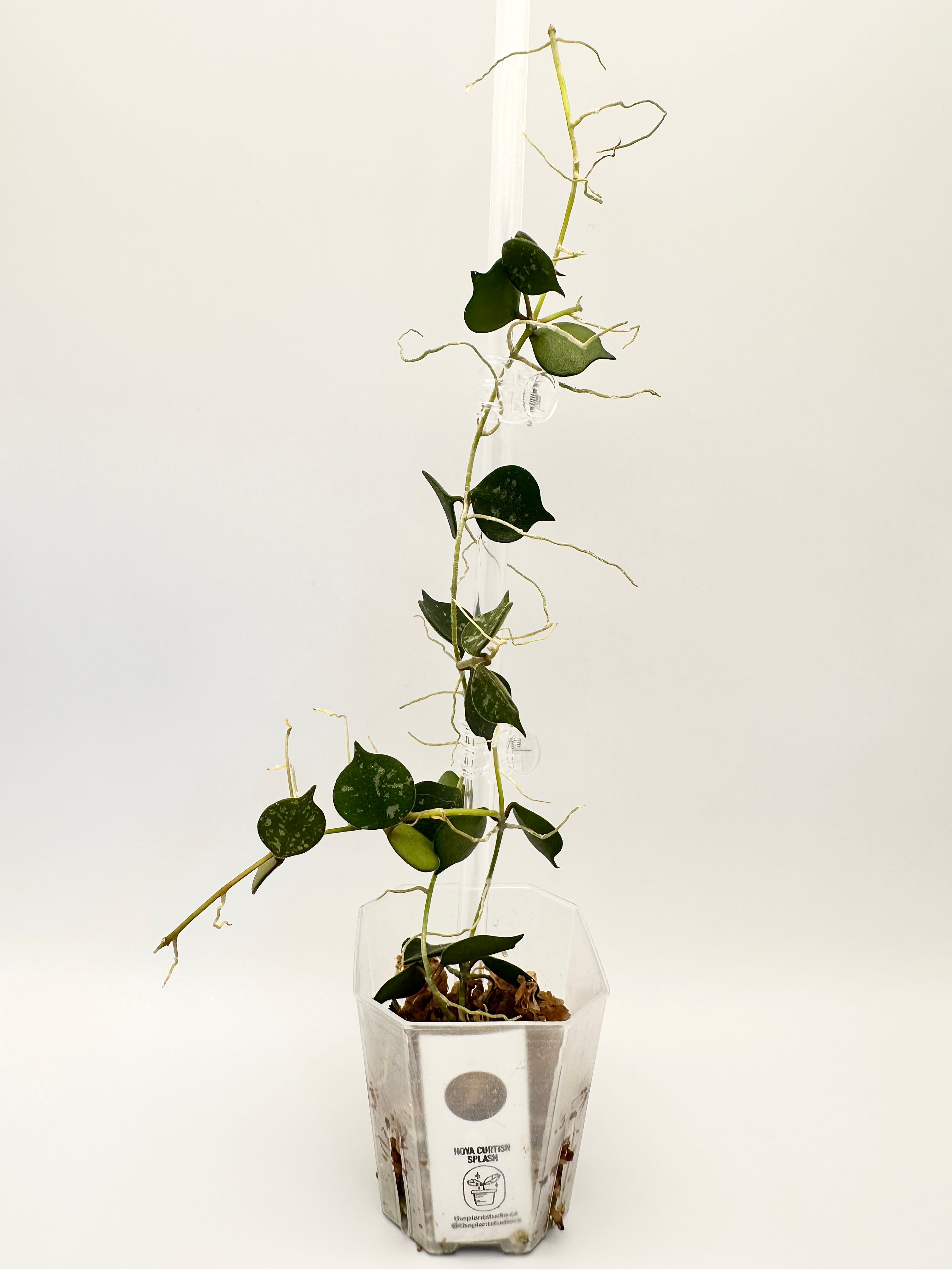 Hoya Curtisii Splash