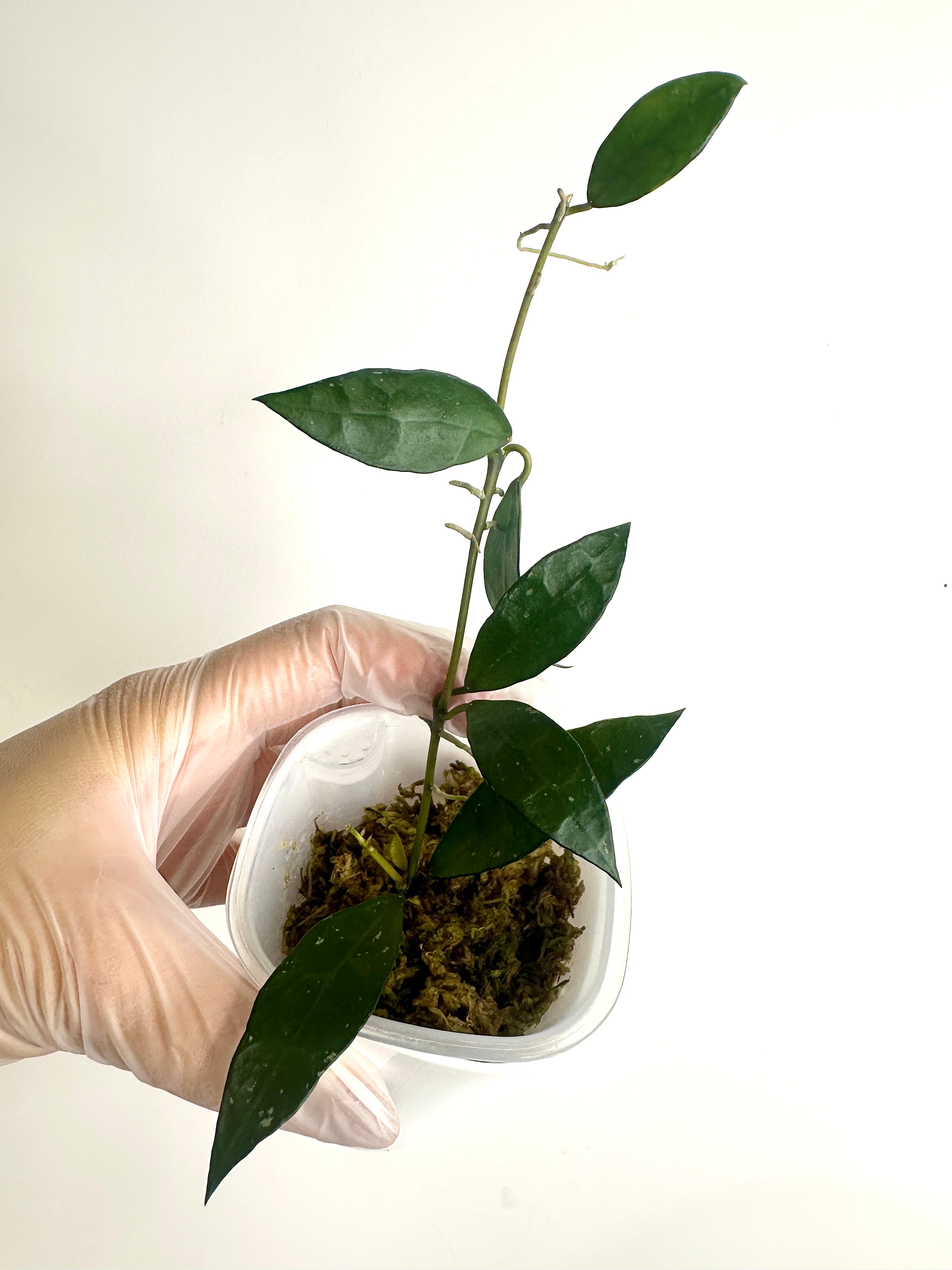 Hoya Lacunosa ‘Green Sword’ (with SWP)
