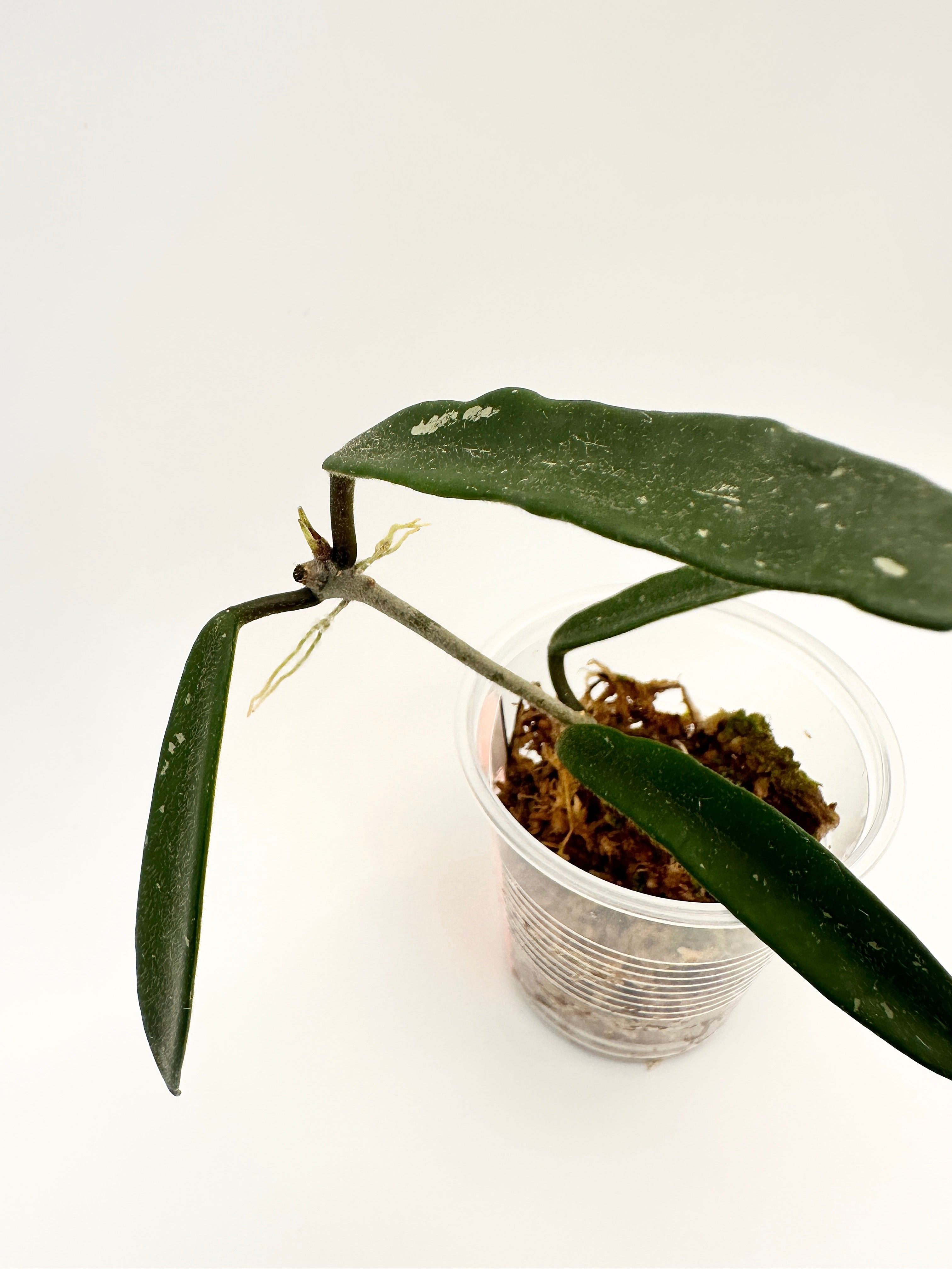 Hoya Mirabilis Clone