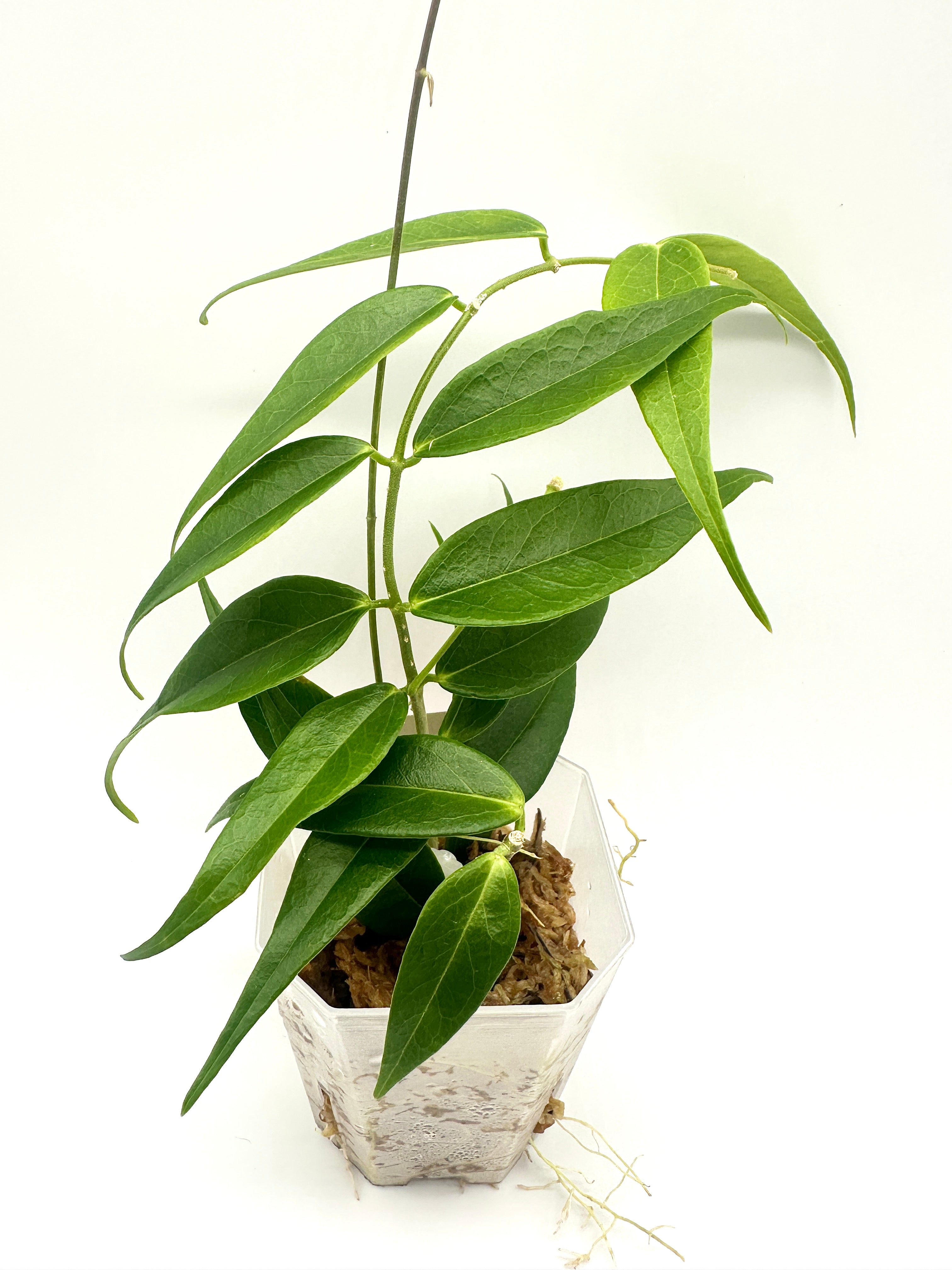 Hoya Leucantha