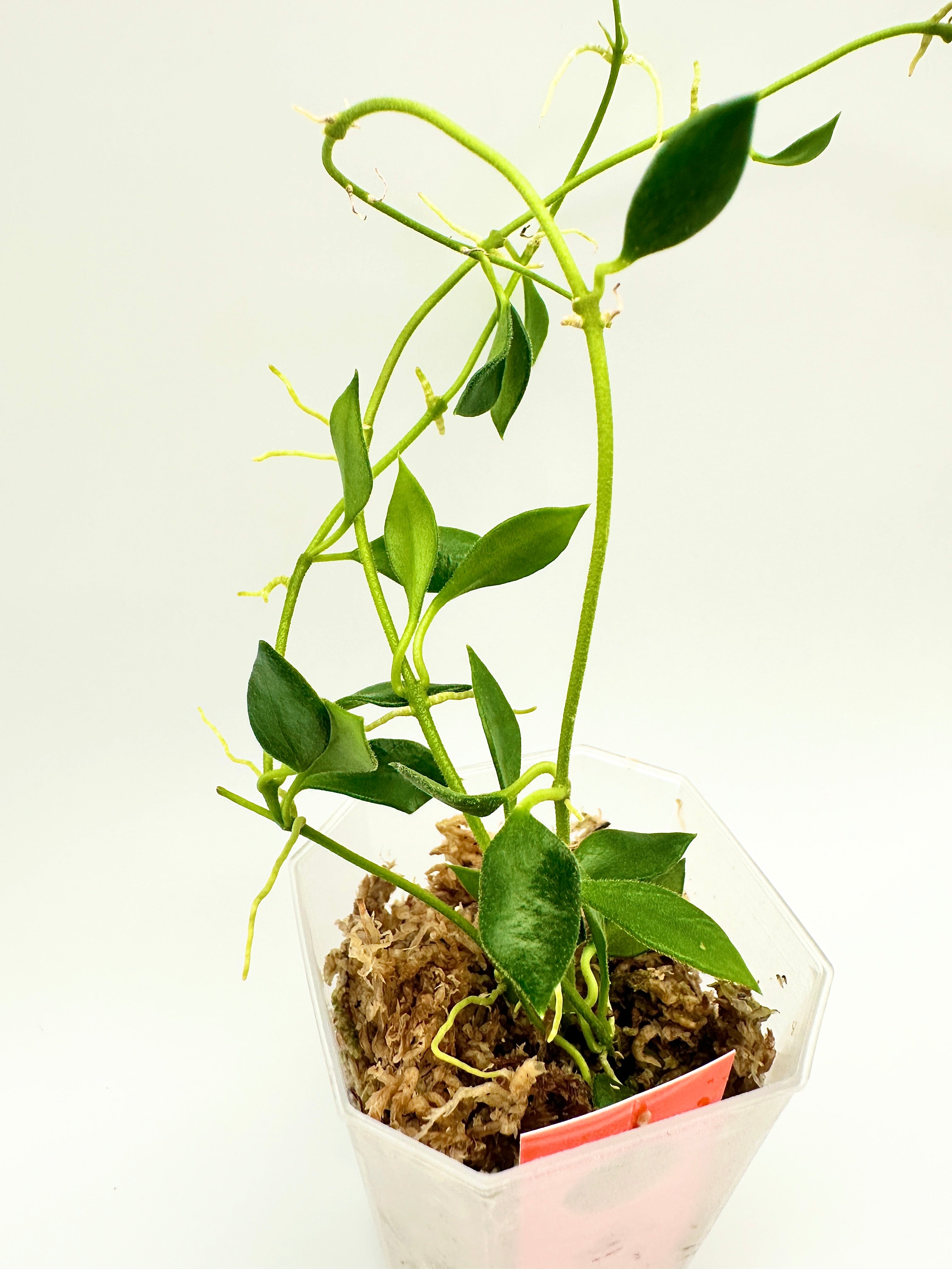 Hoya Mamasa (B)