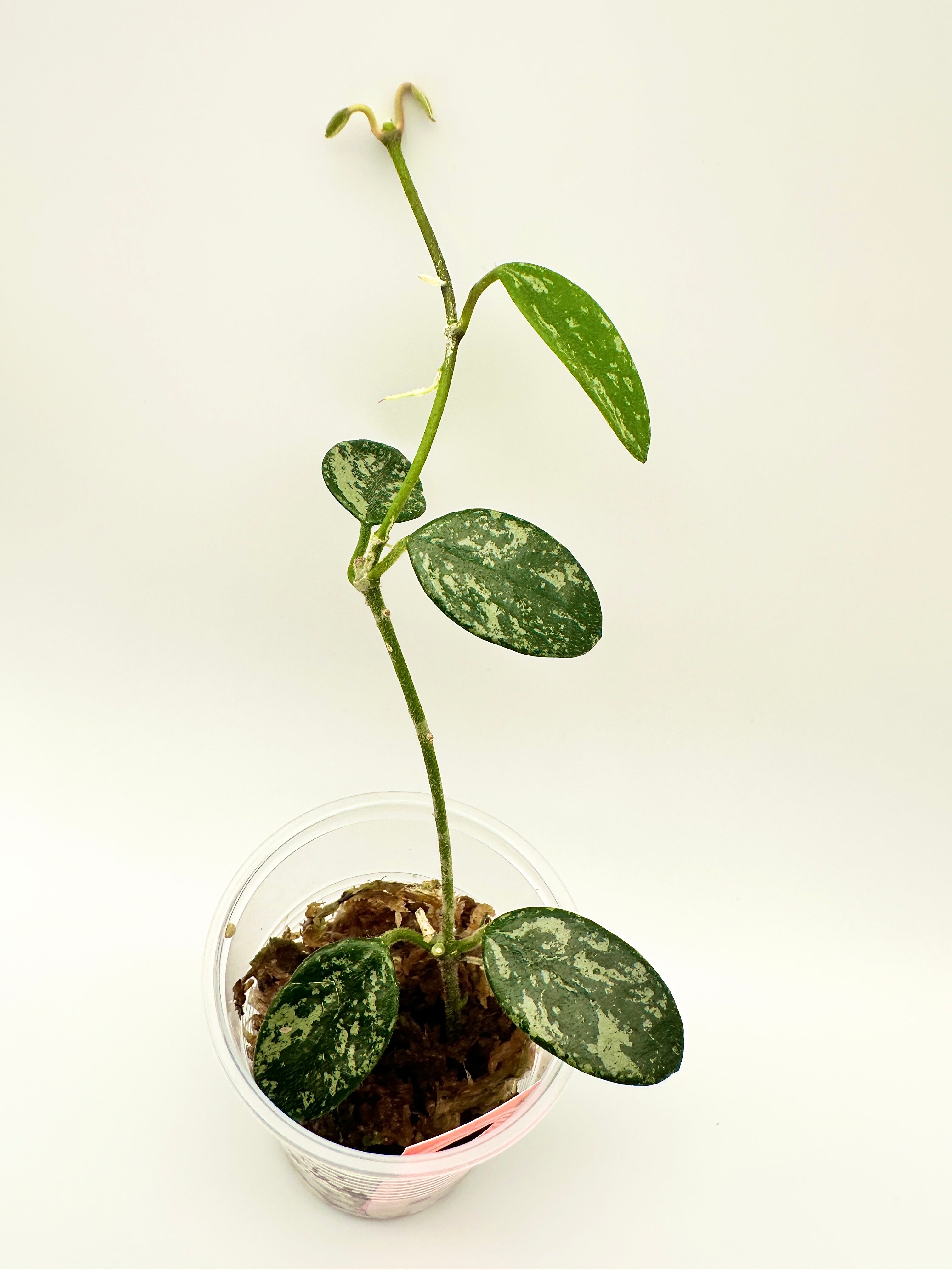 Hoya Lima Splash (A)