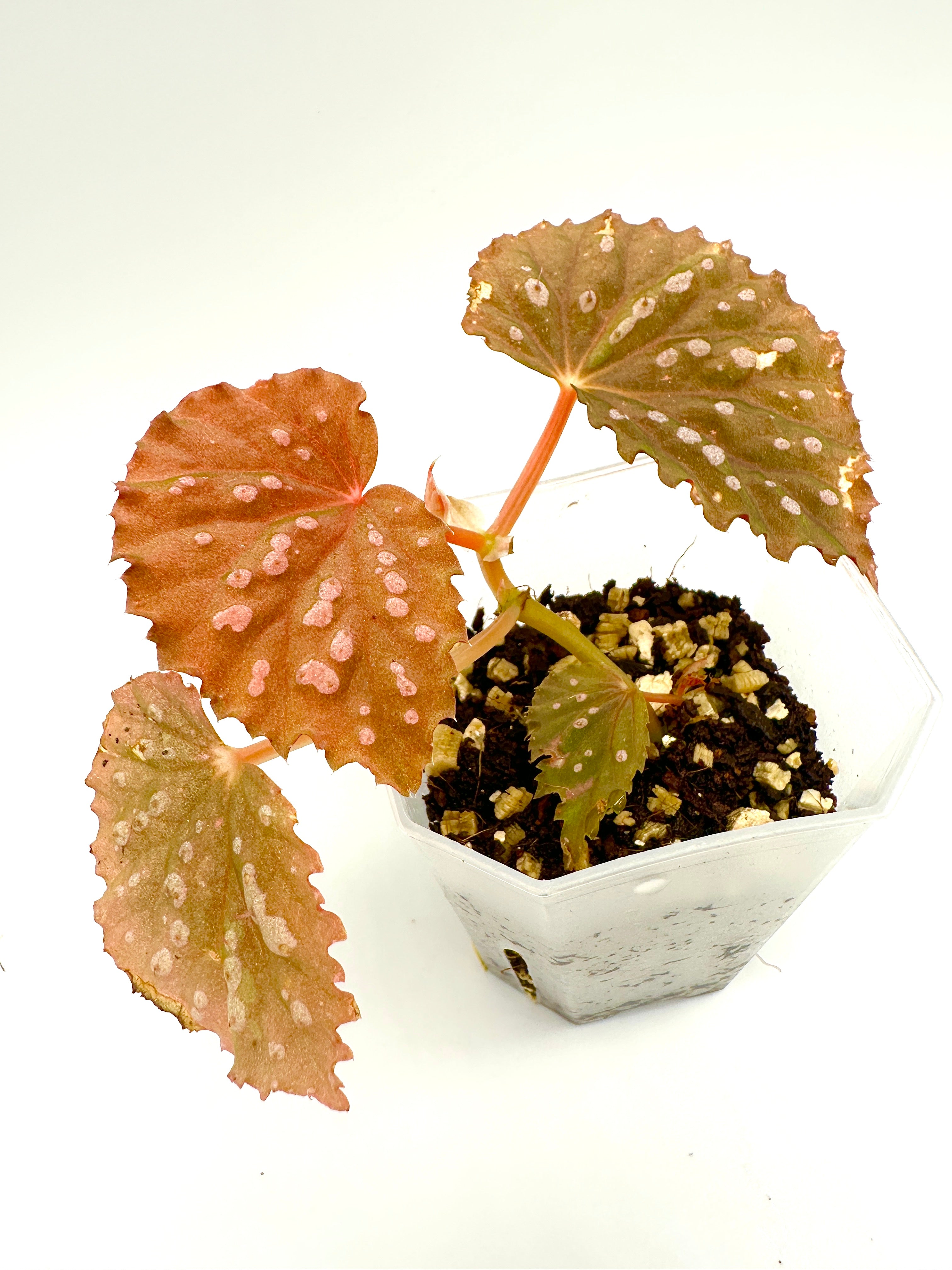 Begonia Sarawak Spots x Baik