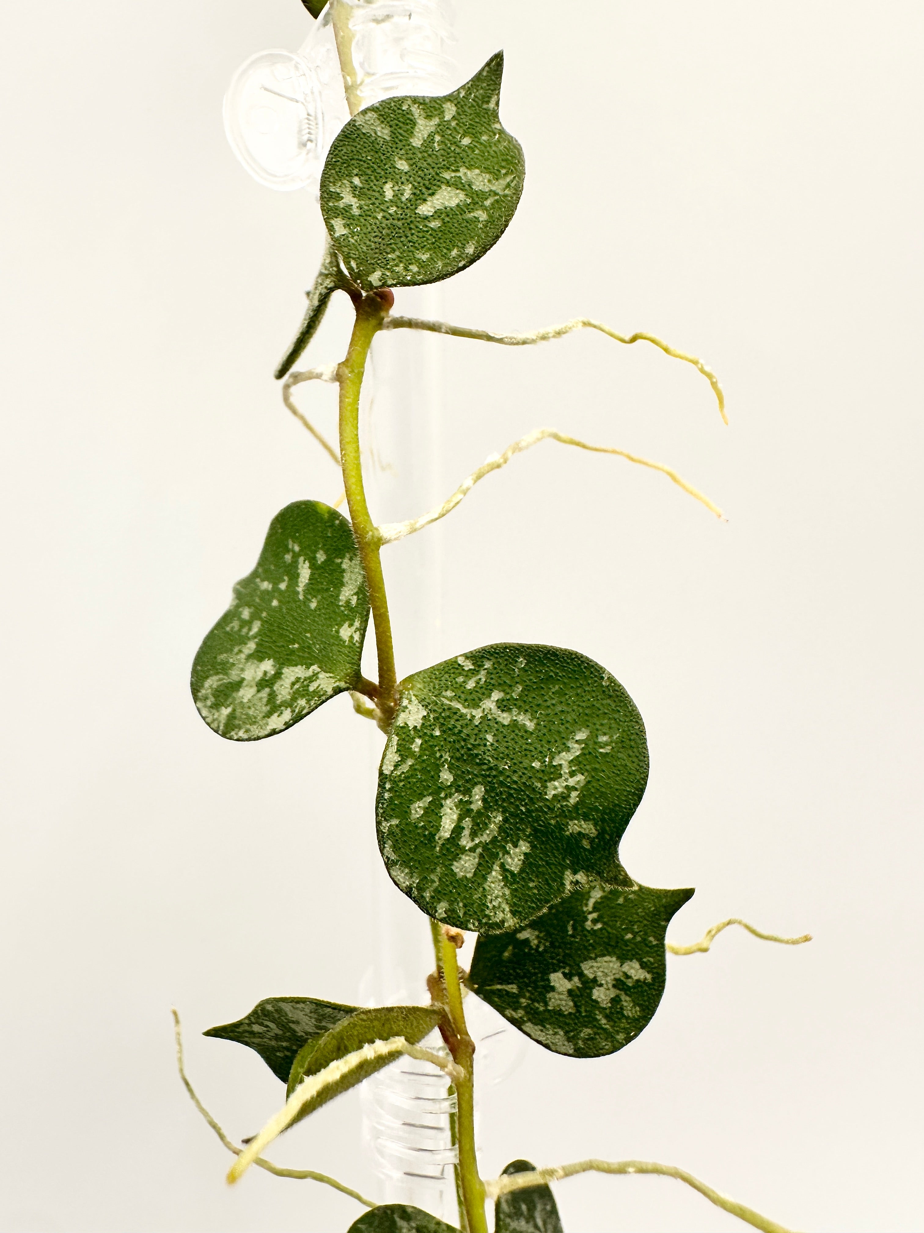 Hoya Curtisii Splash