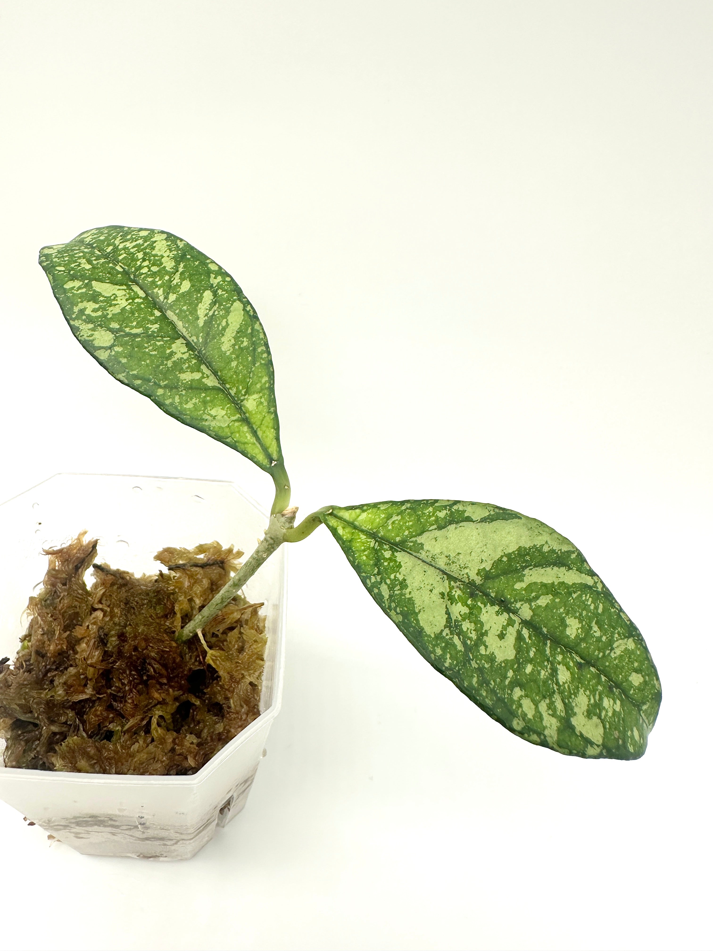 Hoya Crassipetiolata Splash