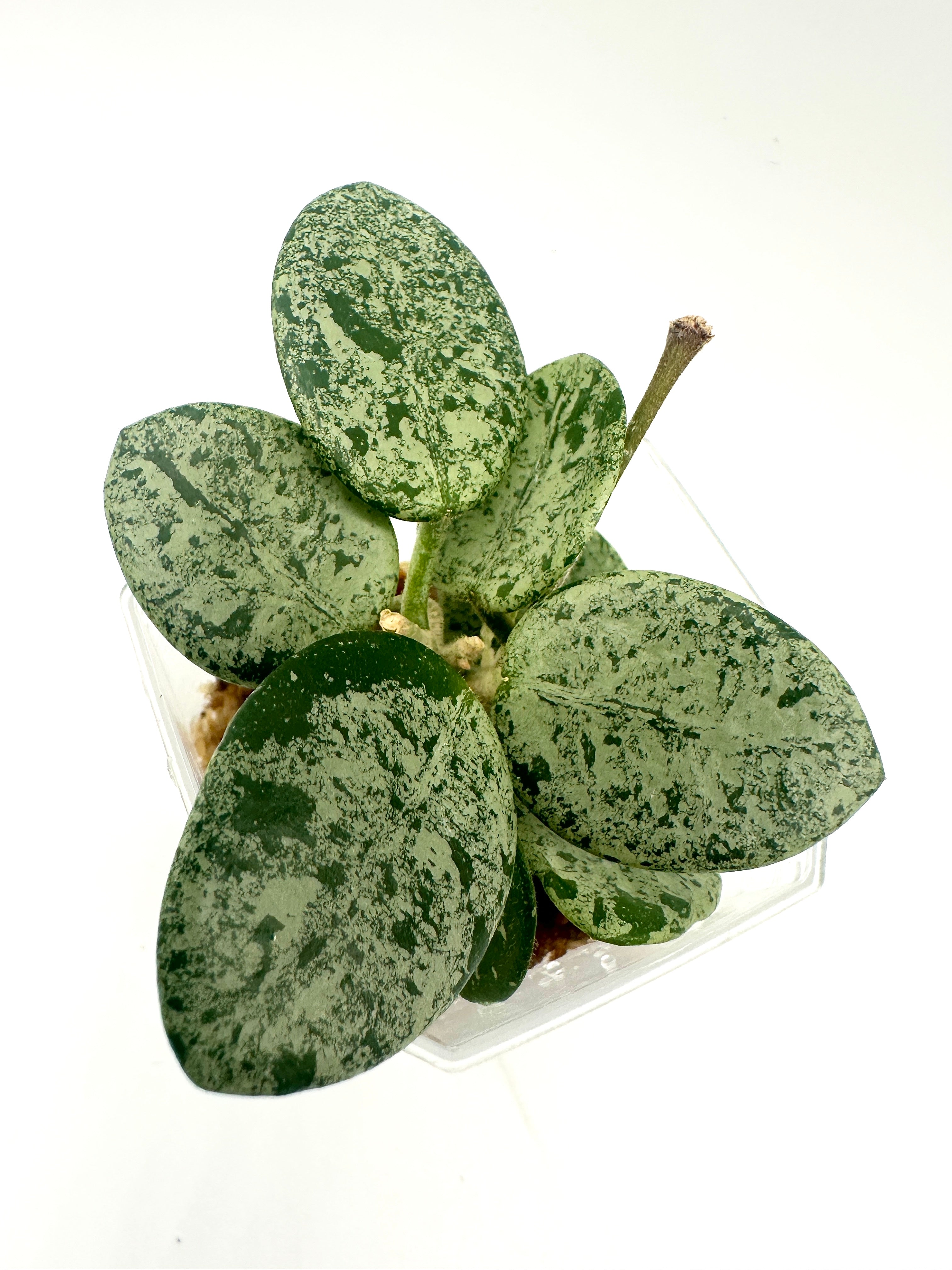 Hoya Mathilde (High Silver Splash)