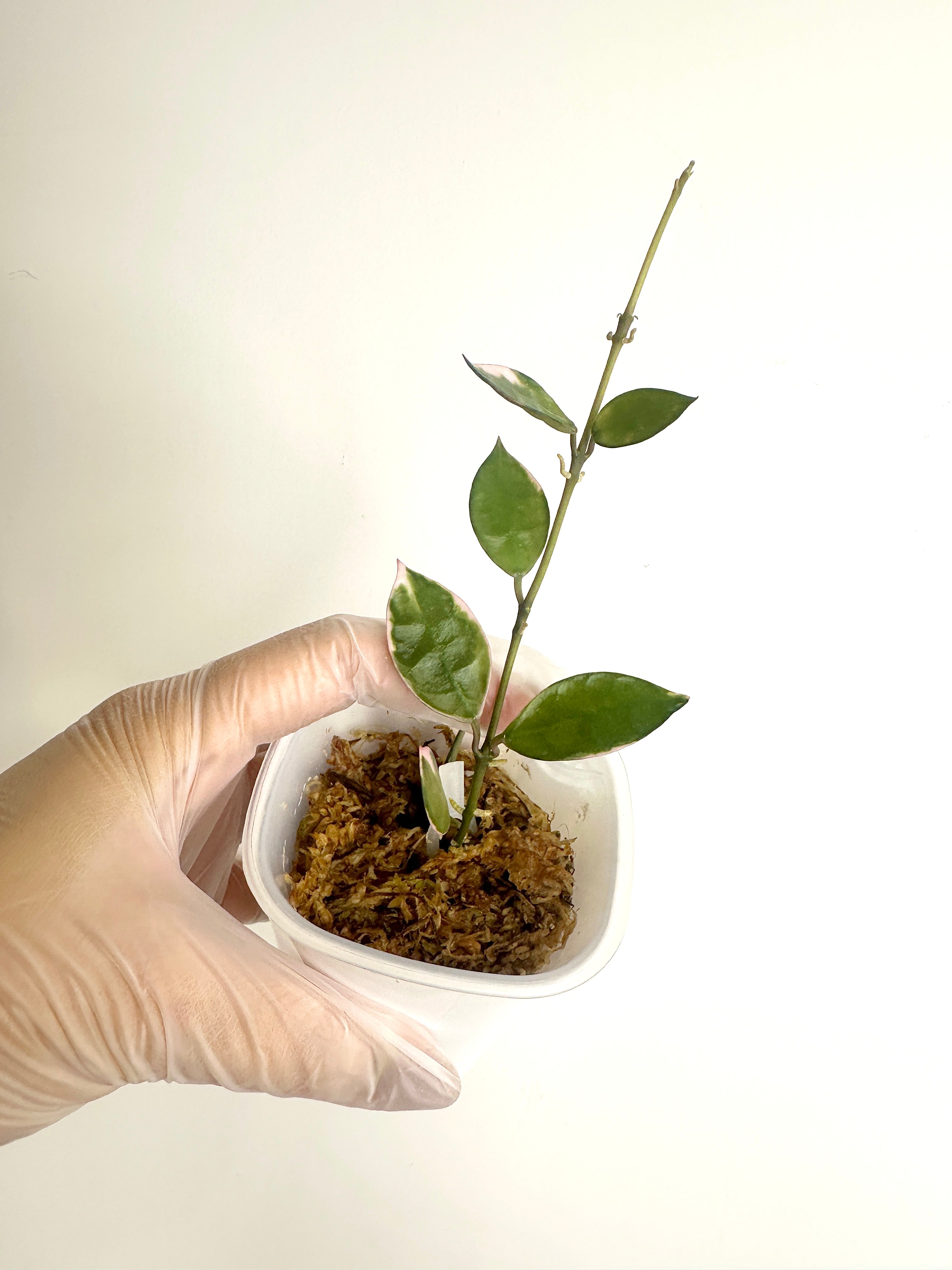 Hoya Lacunosa ‘Asami Clone 1’ (with SWP)
