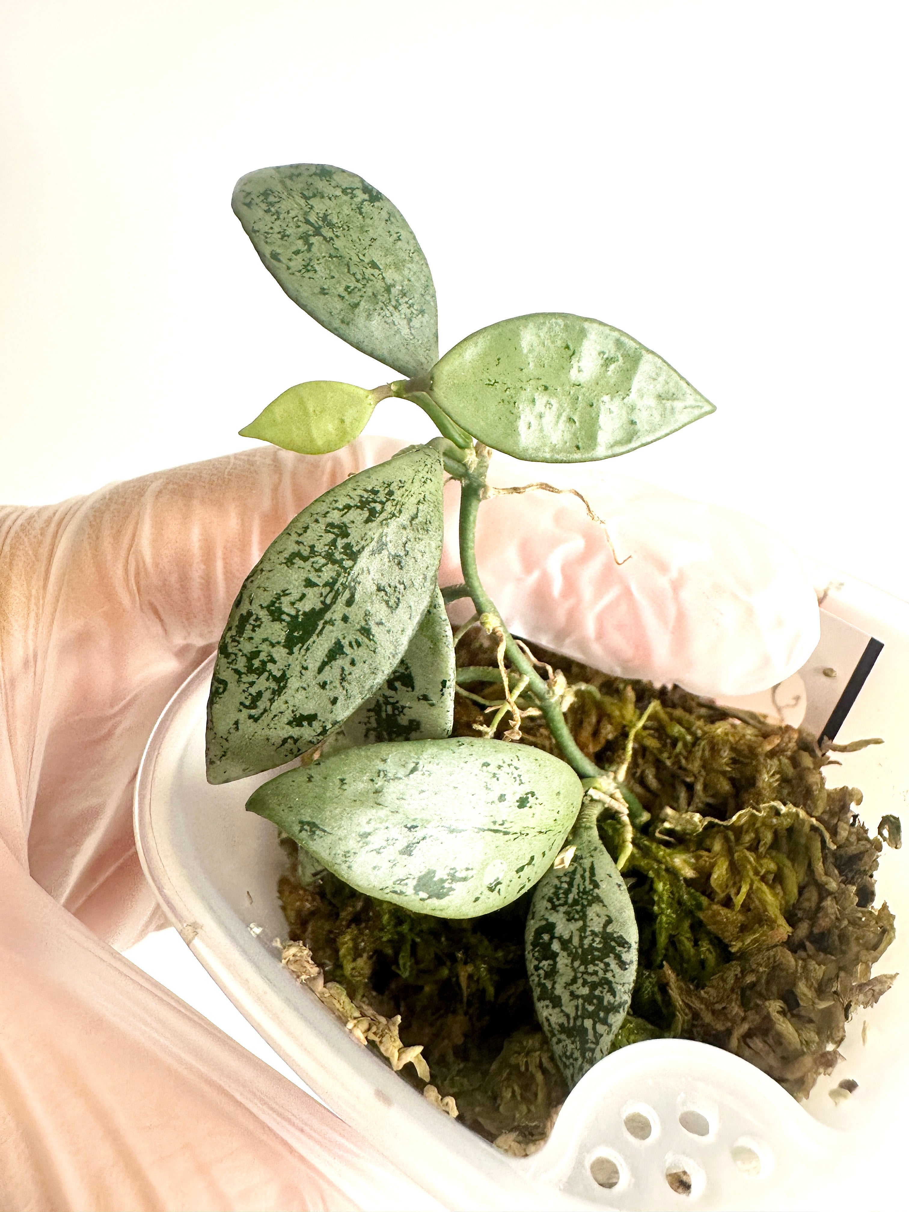 Hoya Lacunosa ‘Leopard Skin’ (with SWP)