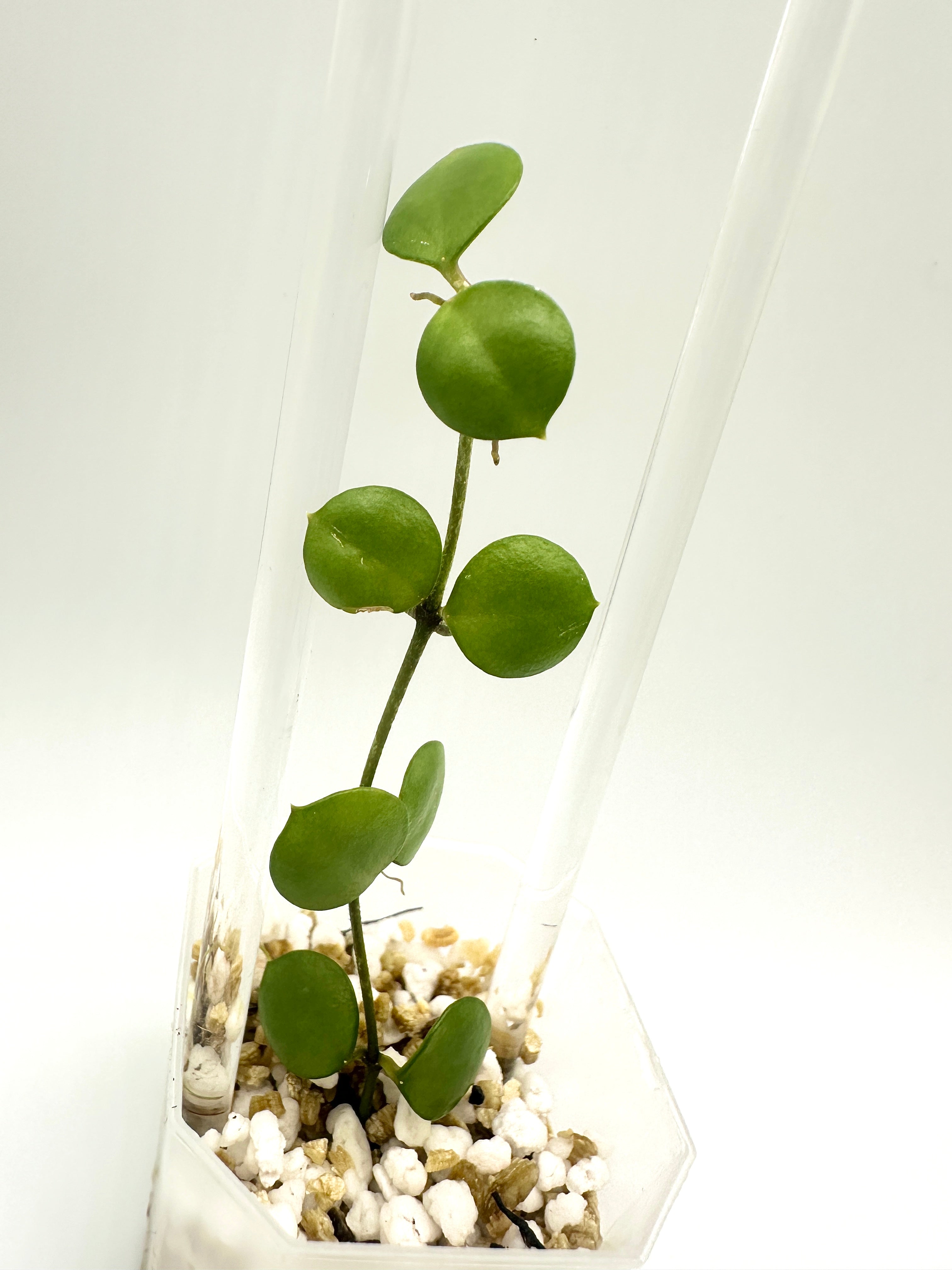 Hoya Peltata (A)