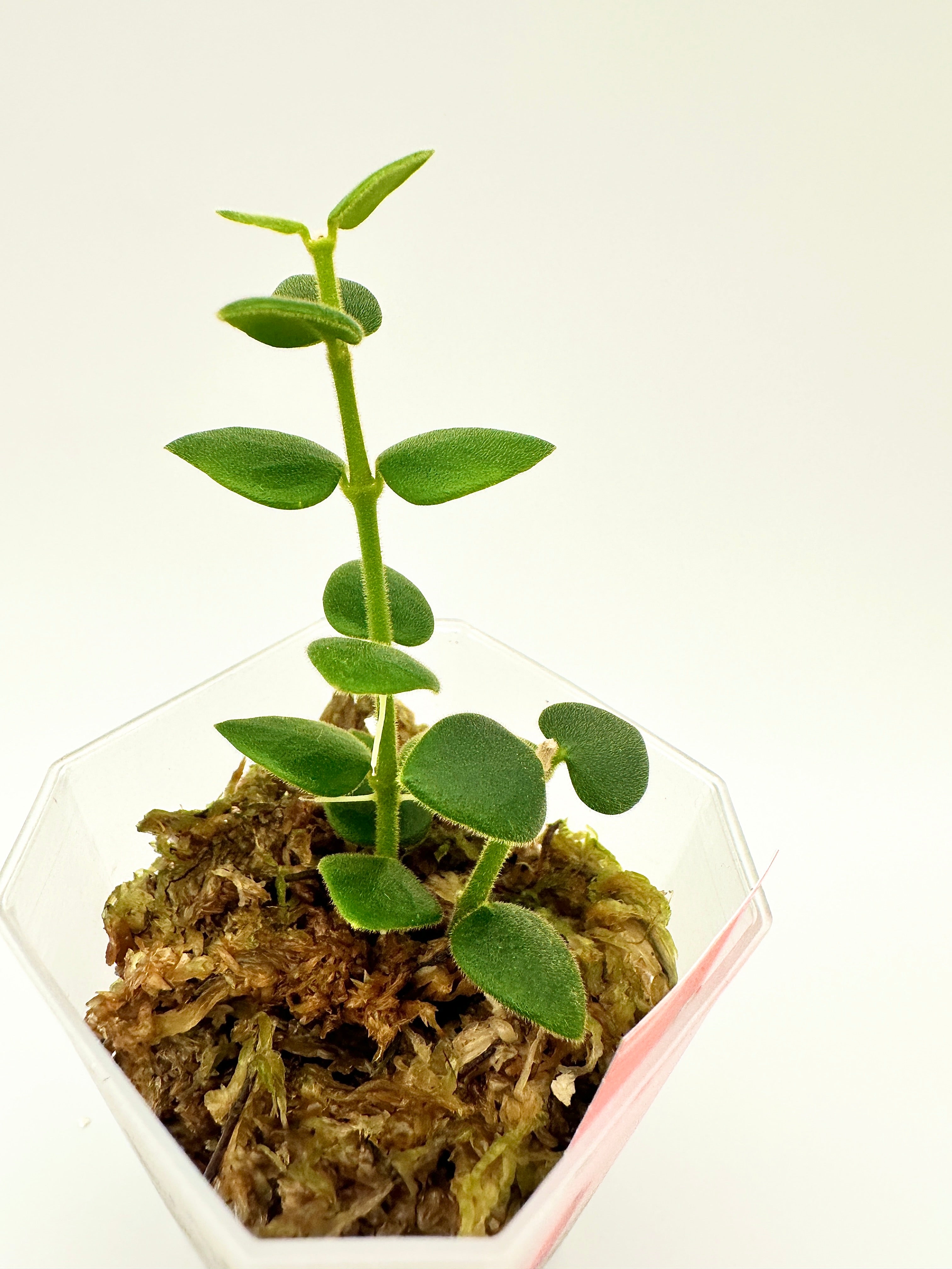 Hoya Chinghungensis (B)