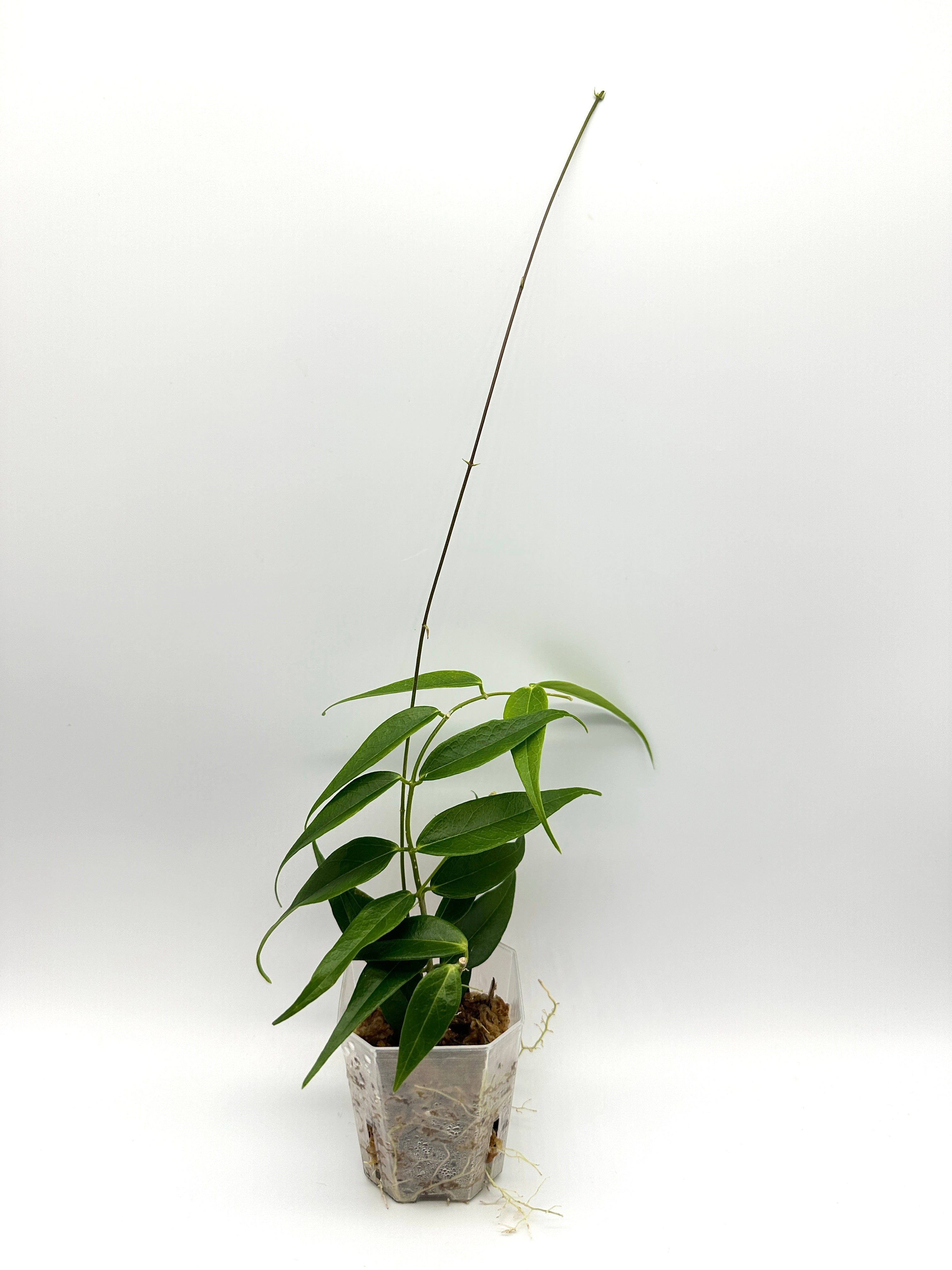 Hoya Leucantha