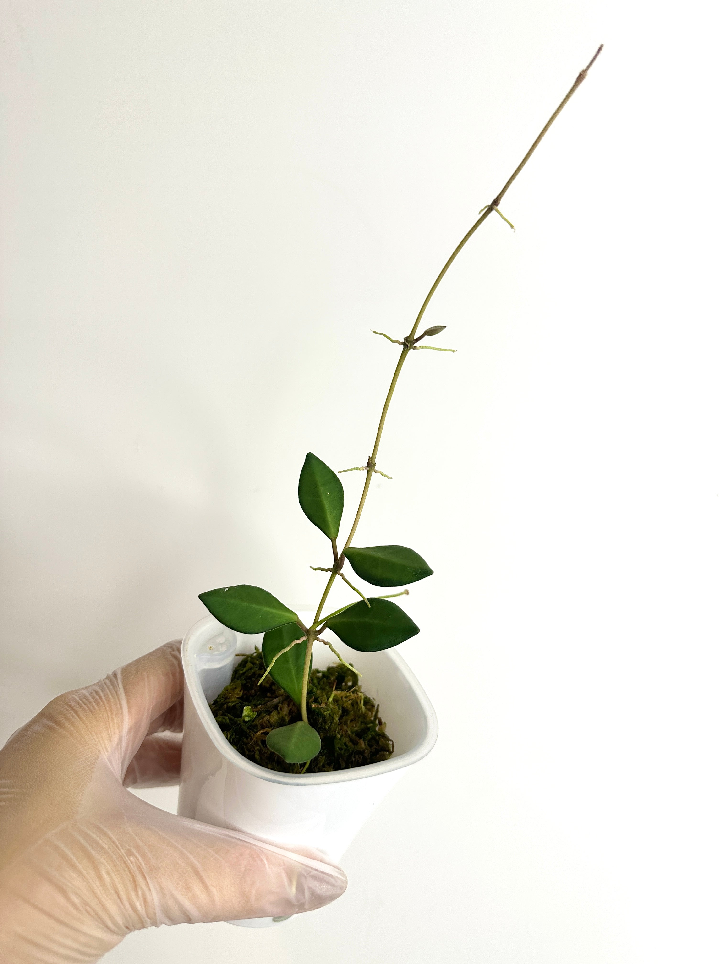 Hoya Aff. Burtoniae Var. (with SWP)