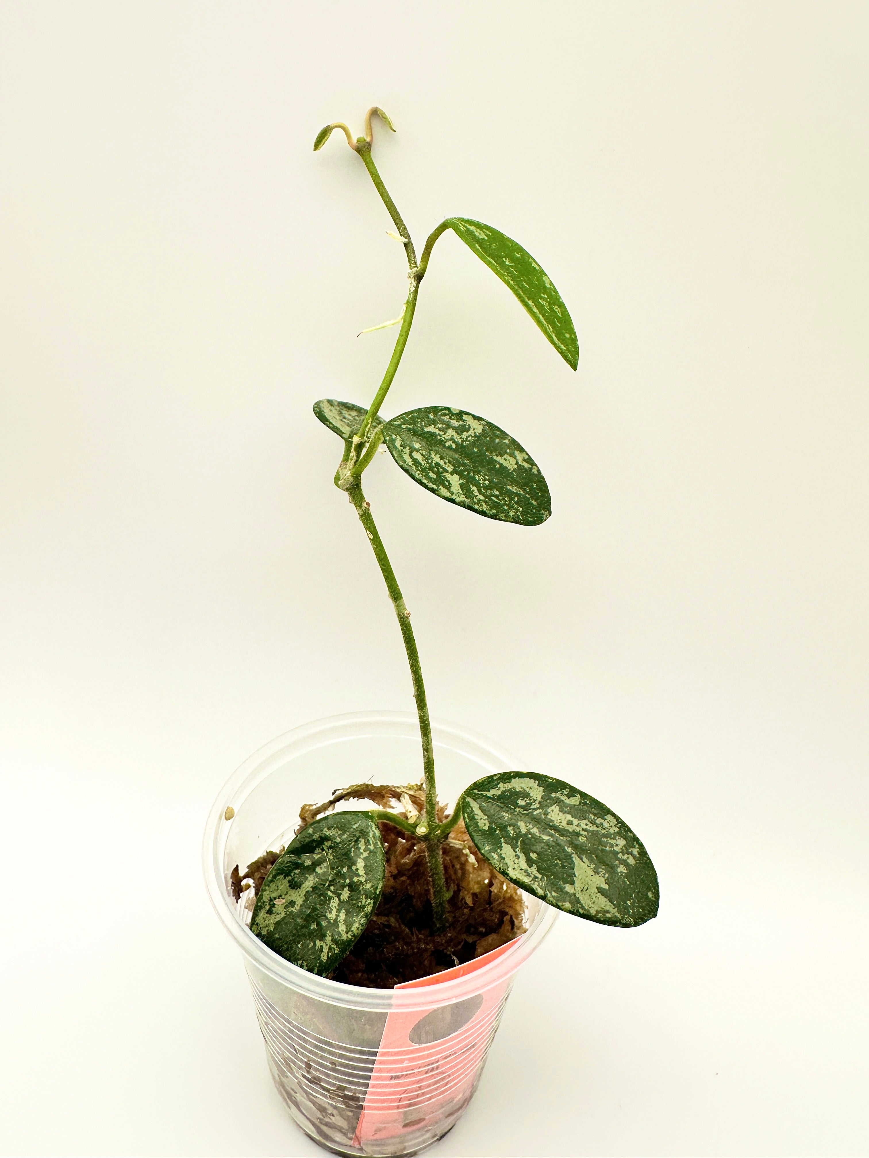 Hoya Lima Splash (A)