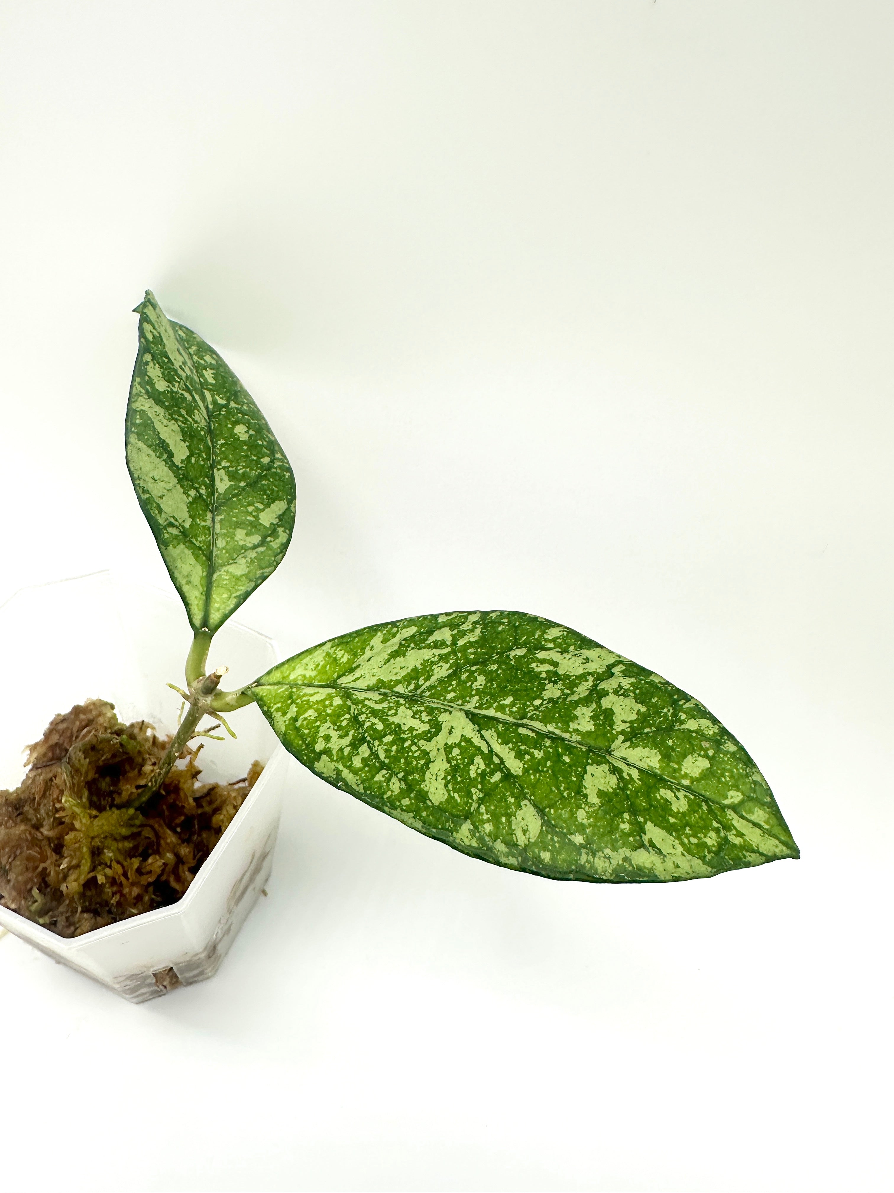 Hoya Crassipetiolata Splash