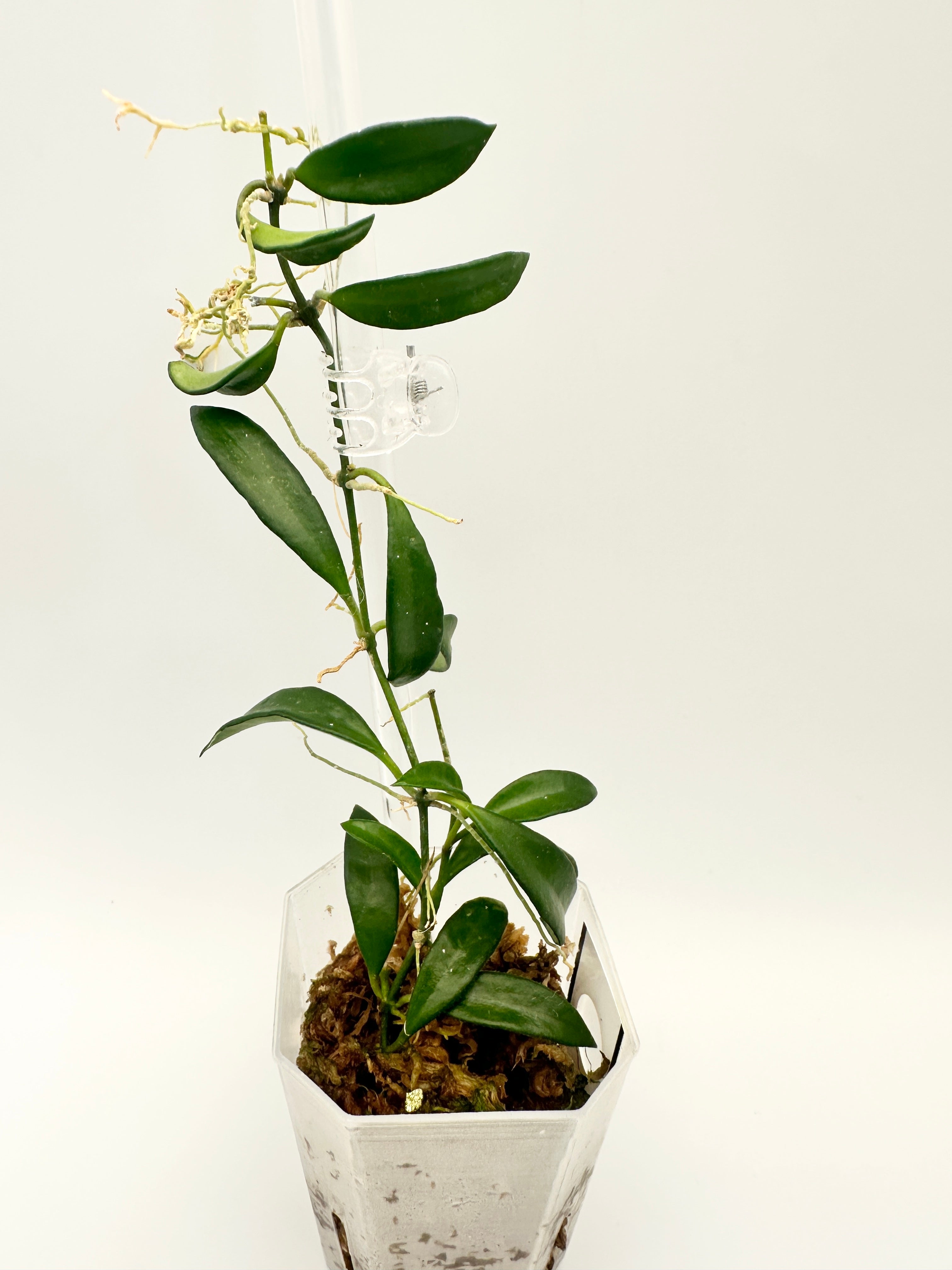 Hoya Sp. Zambales Mini