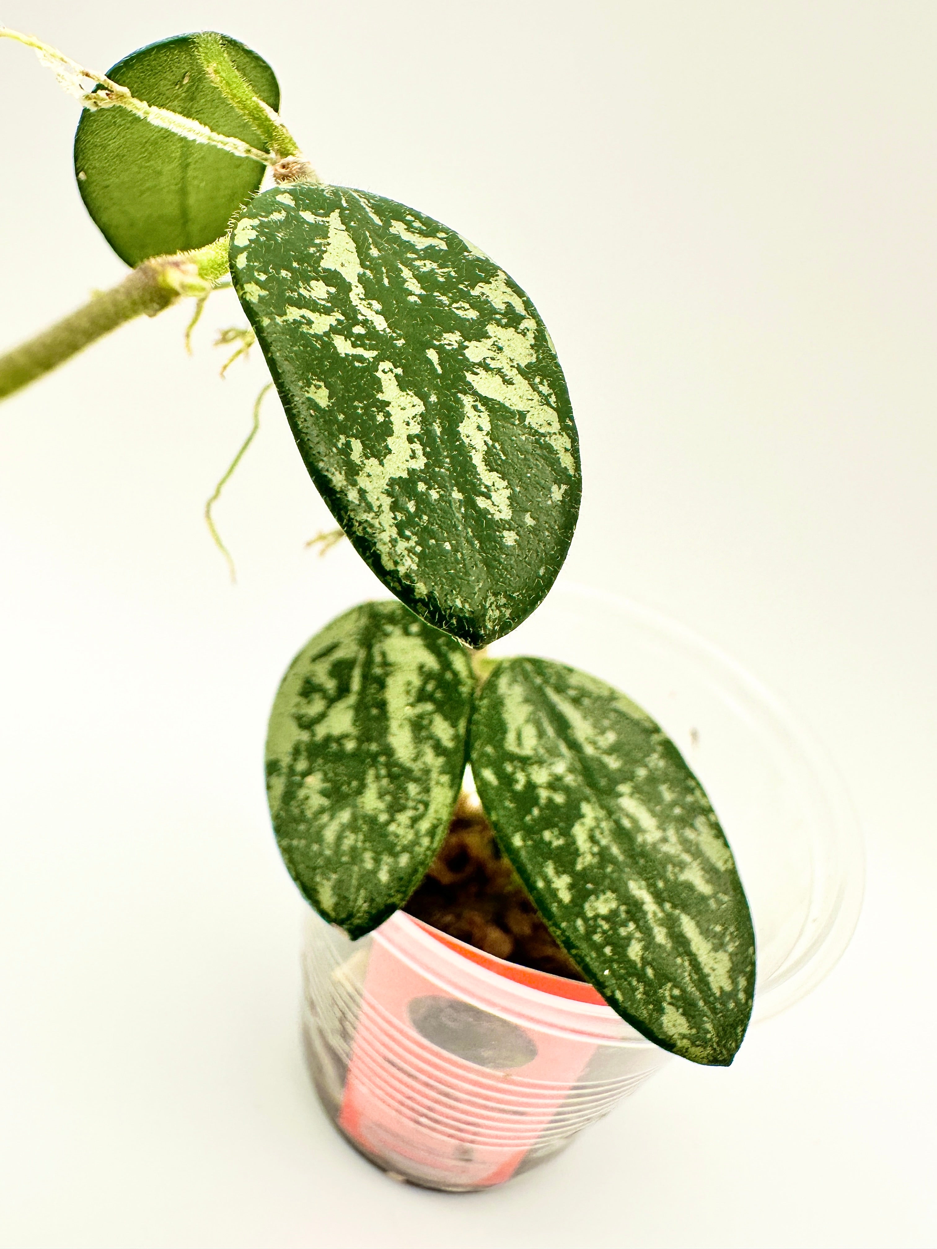 Hoya Lima Splash (D)