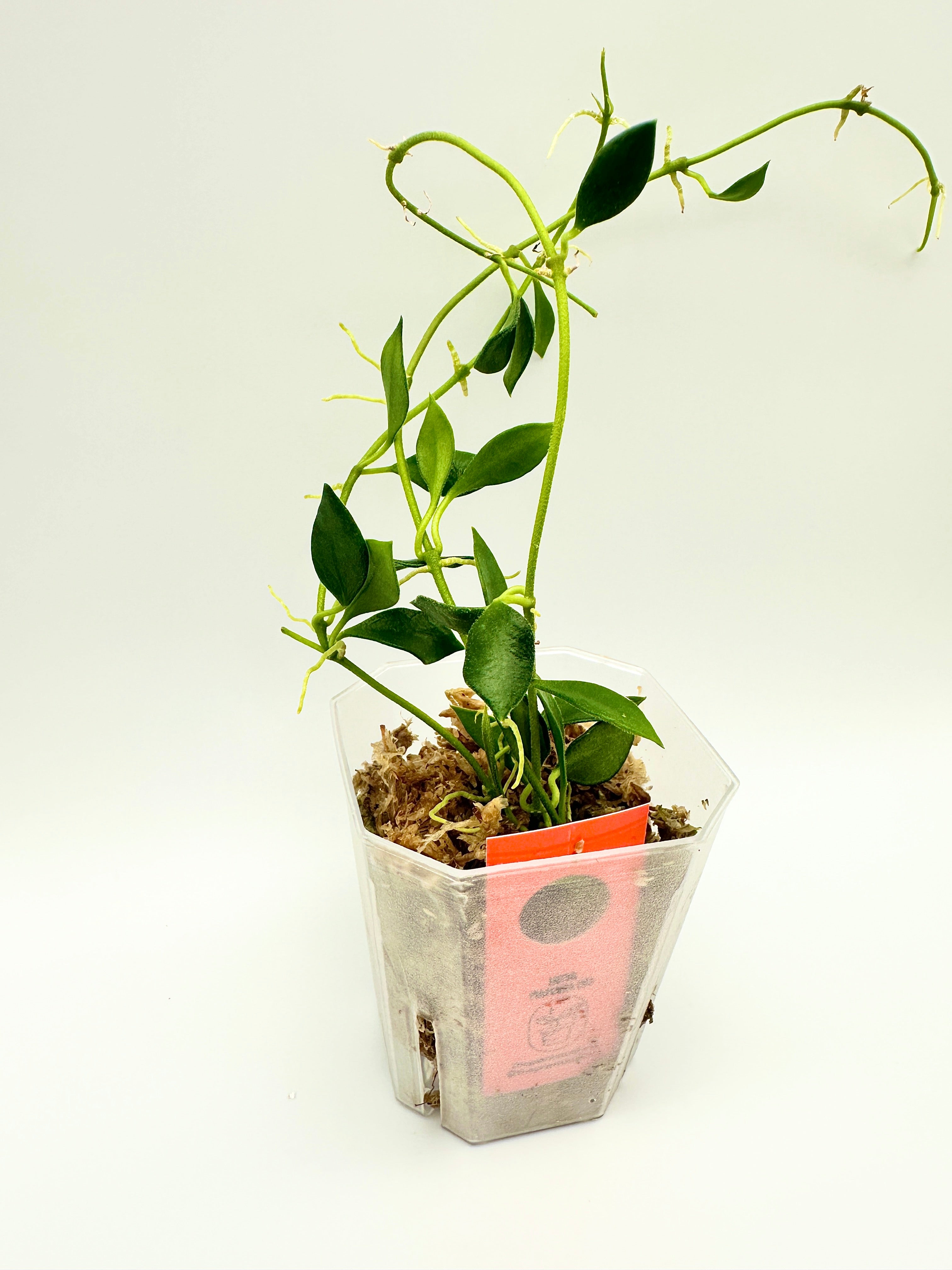 Hoya Mamasa (B)