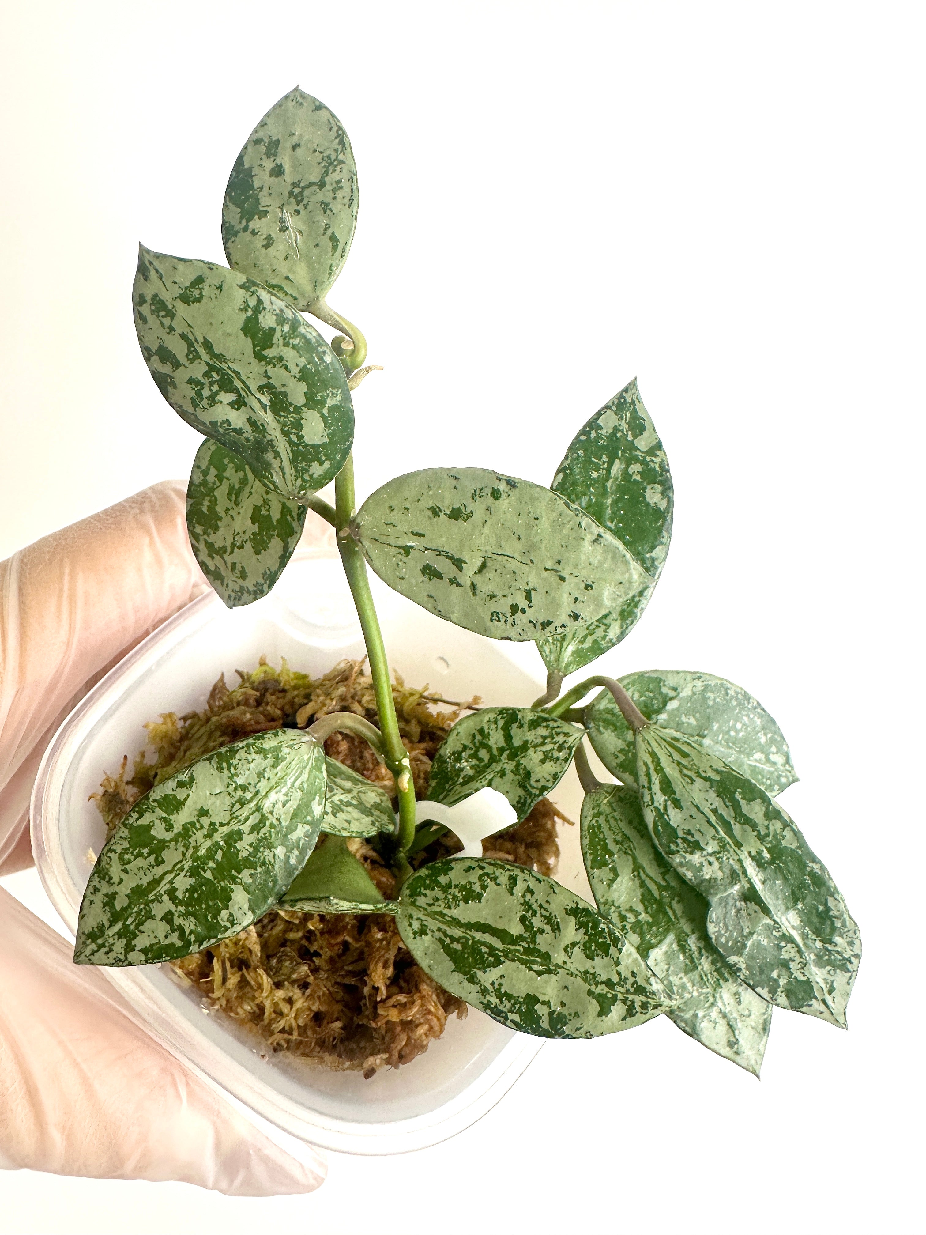 Hoya Lacunosa ‘Tiger Skin’ (with SWP)