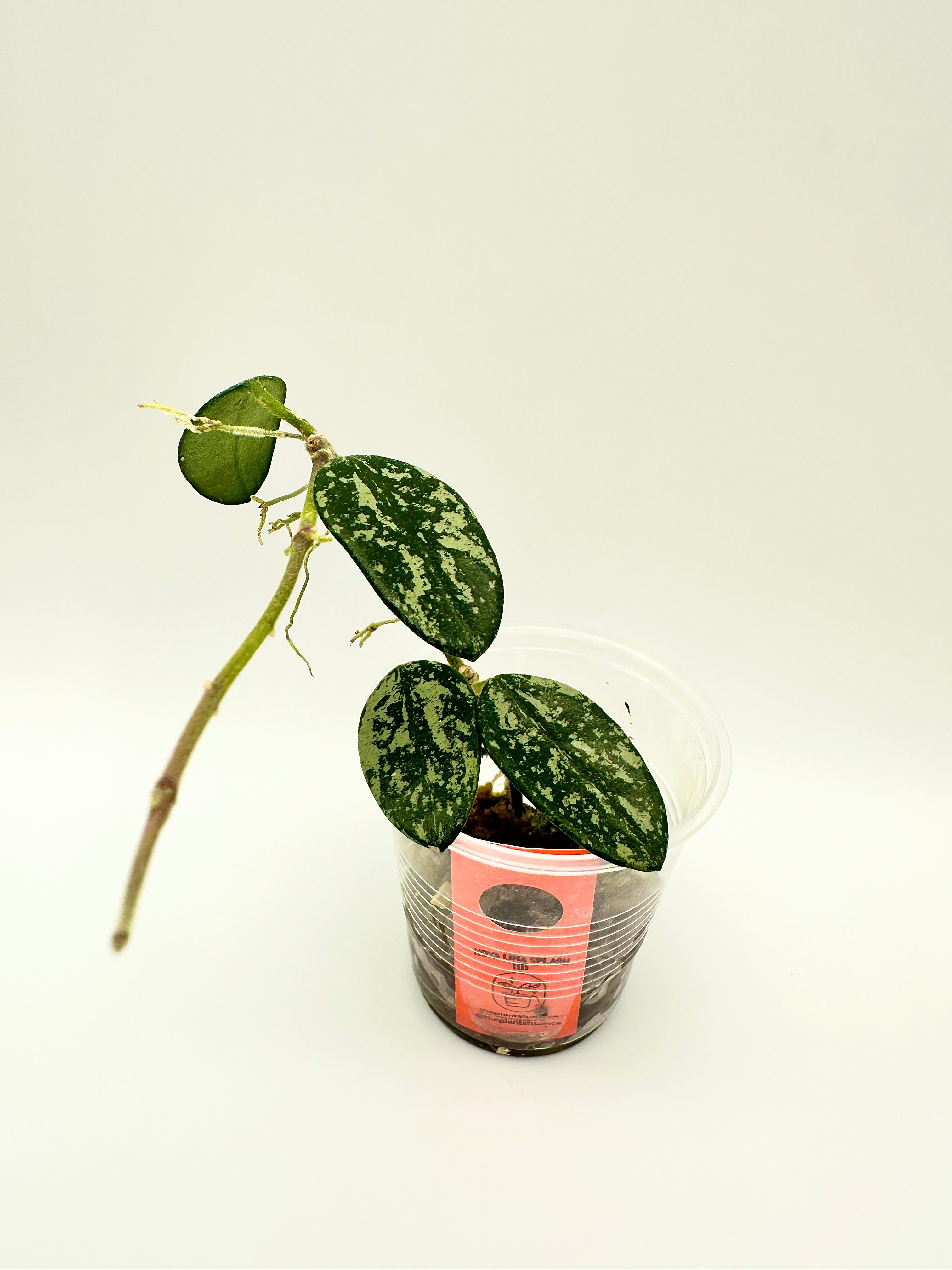 Hoya Lima Splash (D)