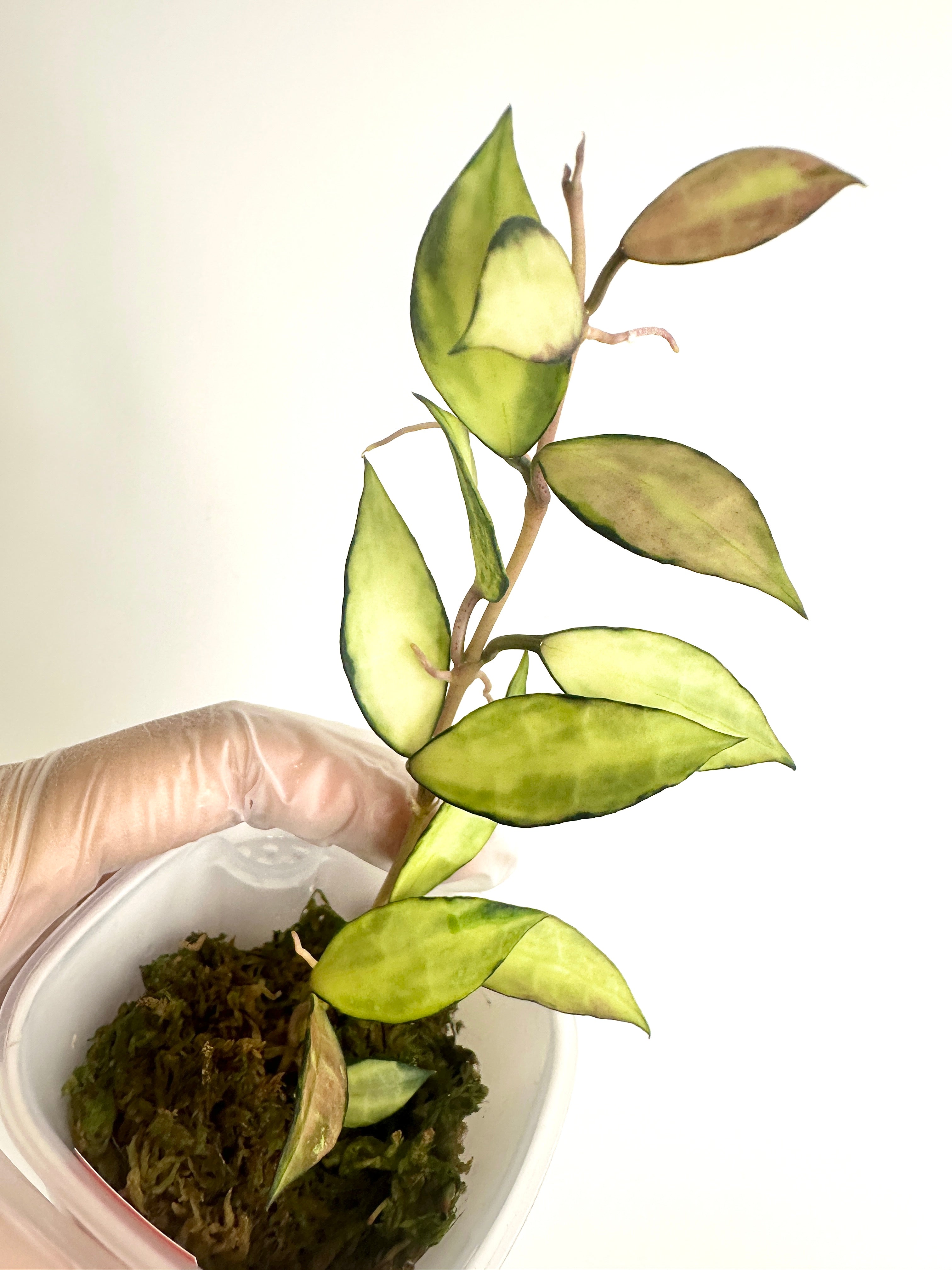 Hoya Lacunosa ‘Souma’ (with SWP)