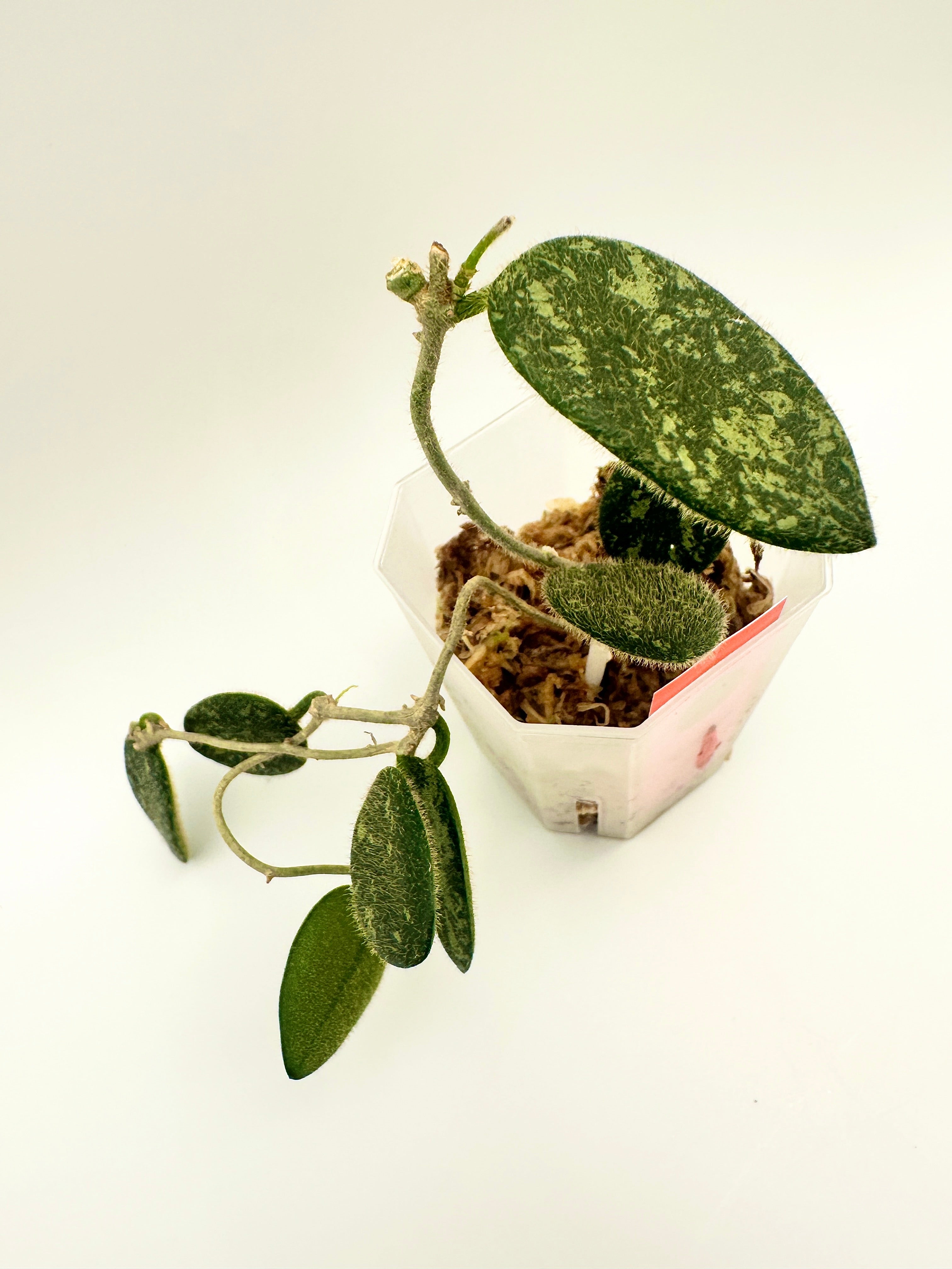 Hoya Thomsonii Splash (D)
