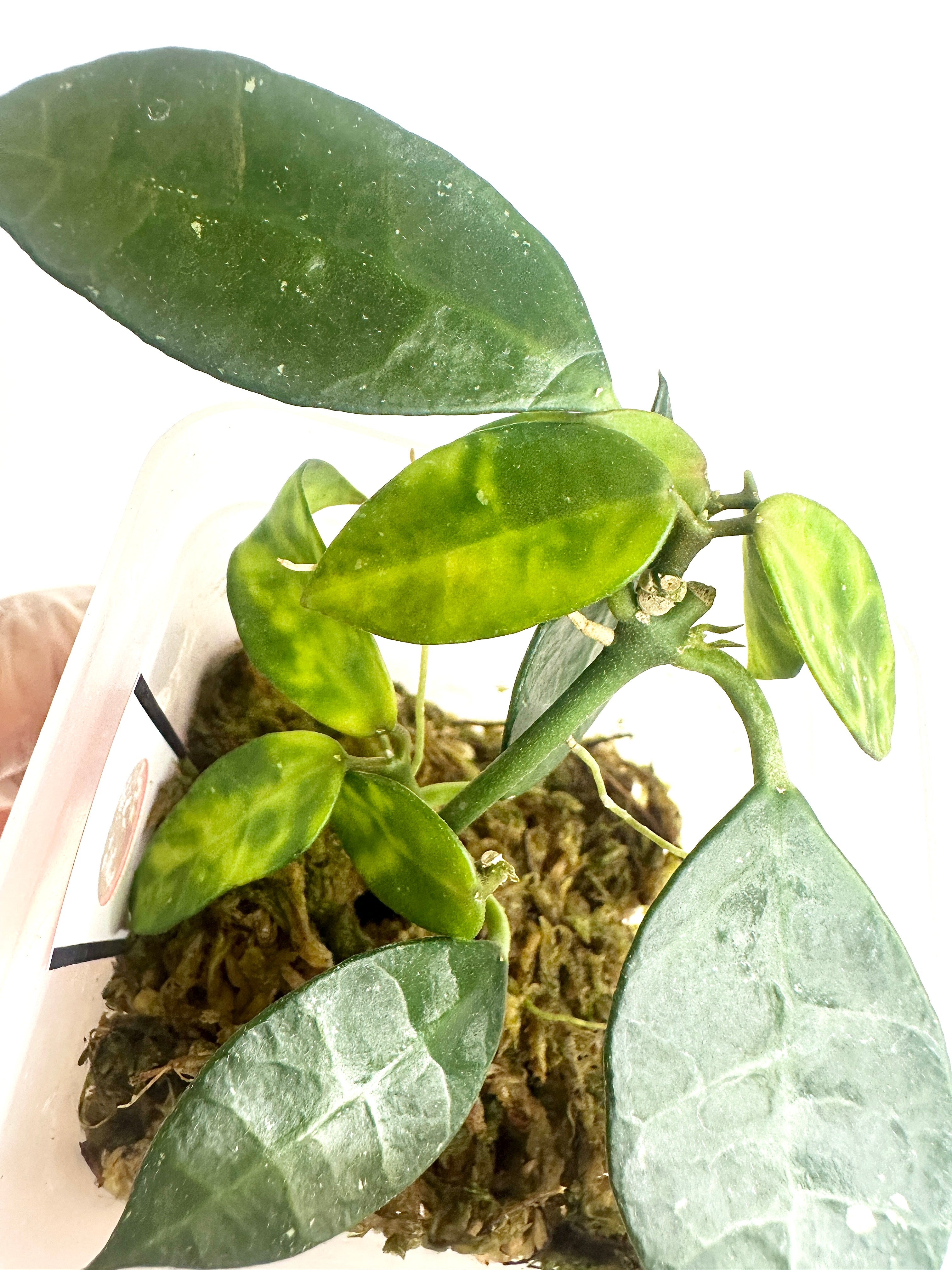 Hoya Lacunosa ‘Amarillo’