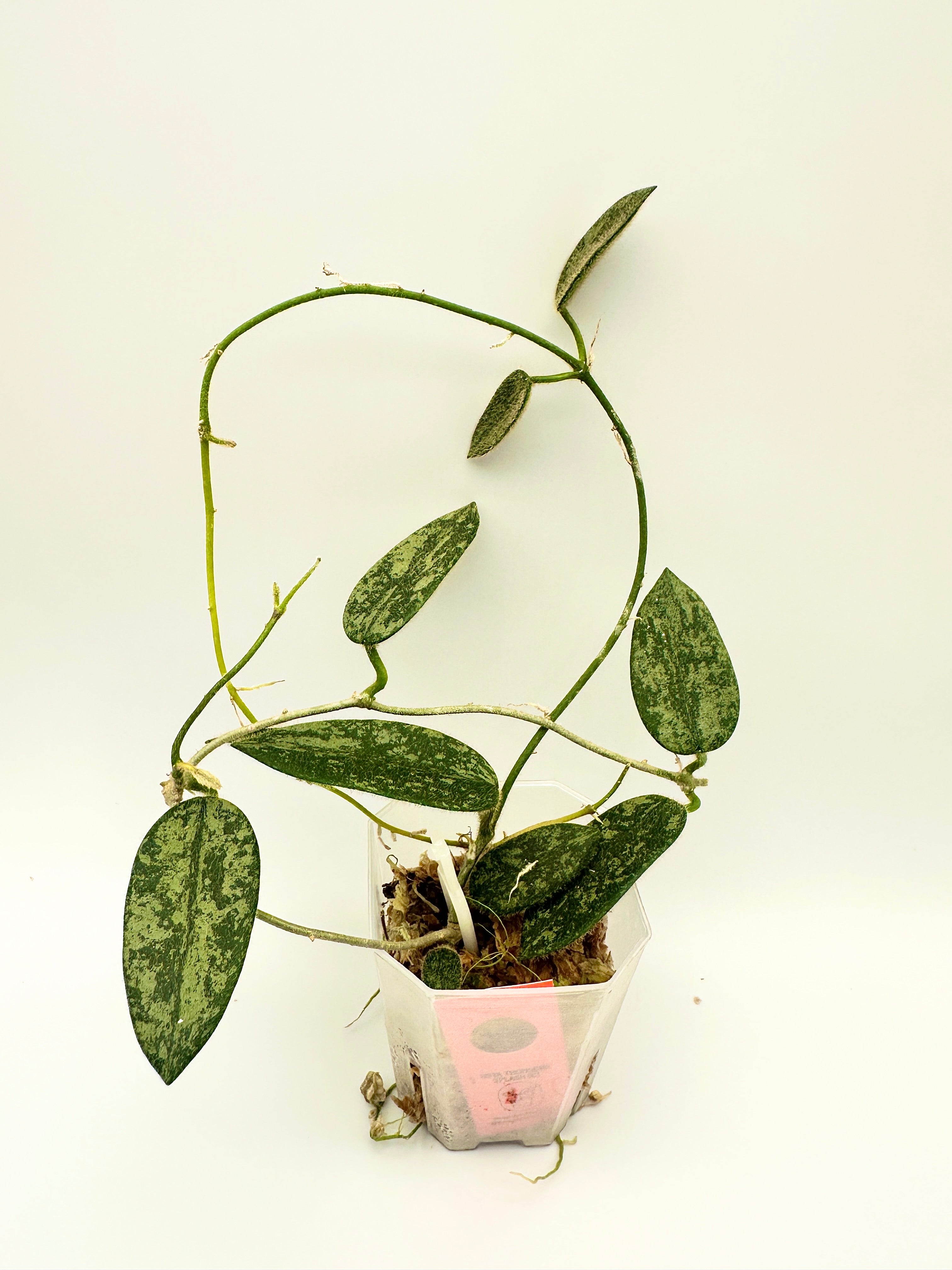 Hoya Thomsonii Splash (C)