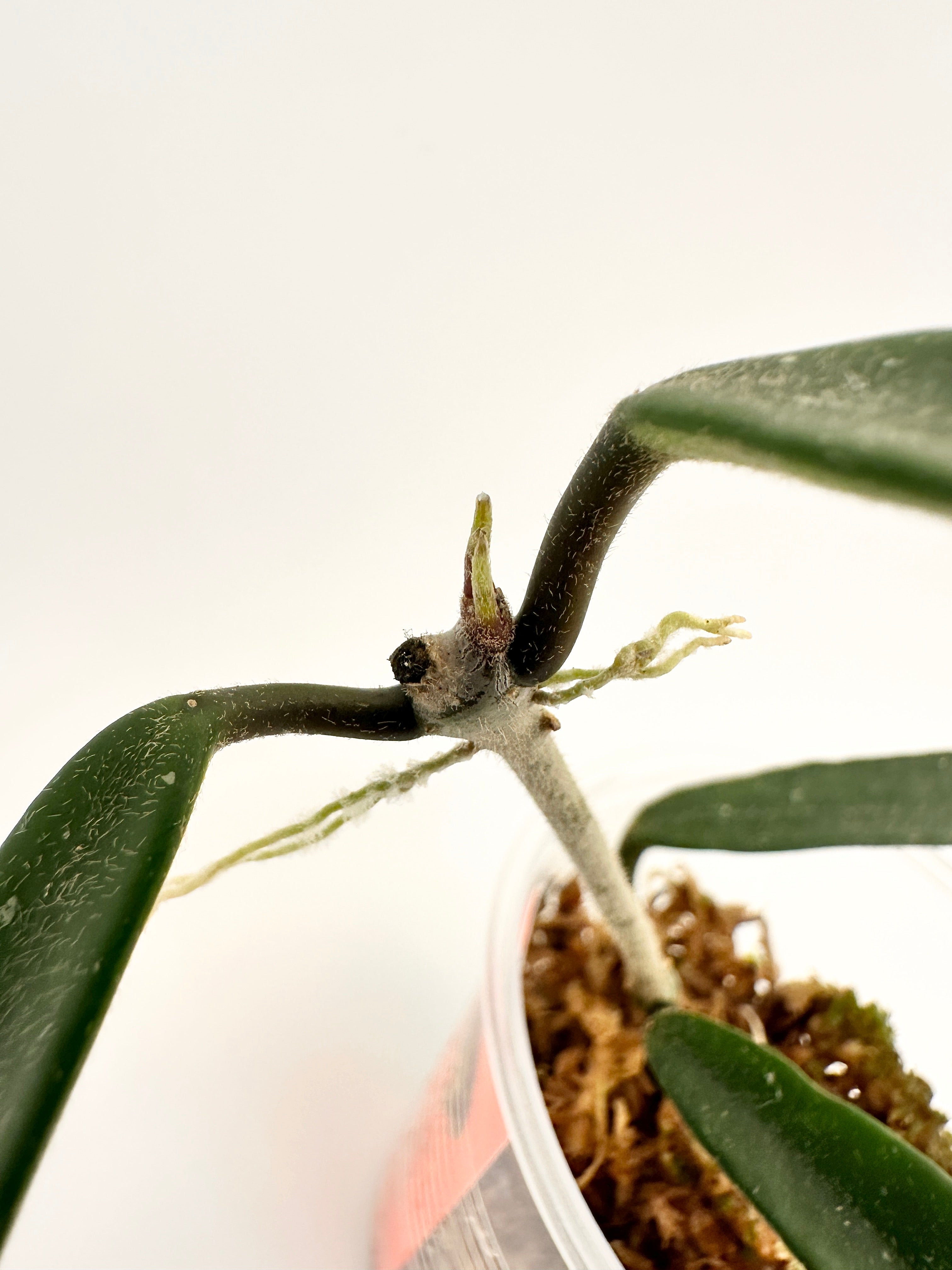 Hoya Mirabilis Clone