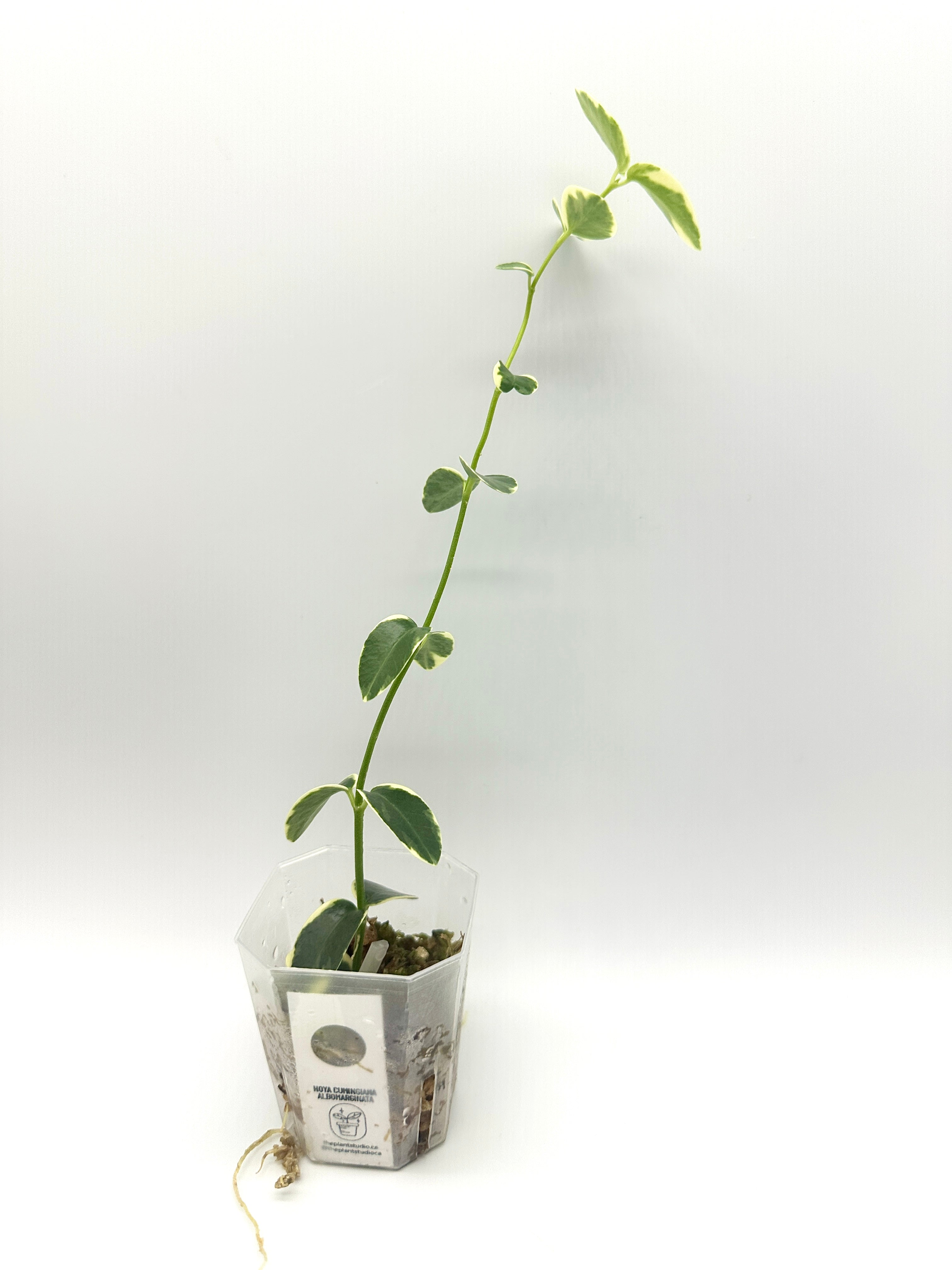 Hoya Cumingiana Albomarginata (A)