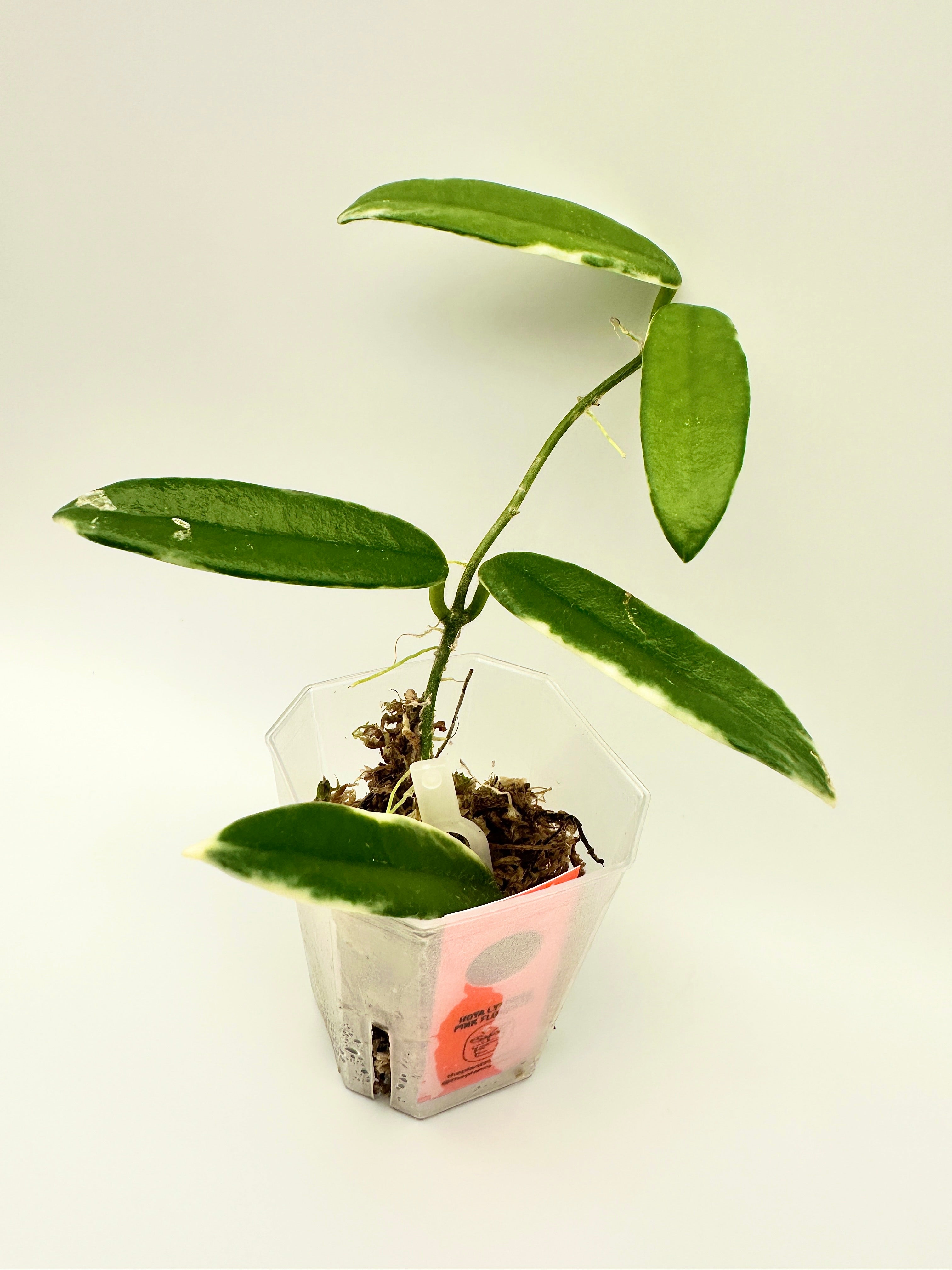 Hoya Lyi Prism - Pink Flower (B)