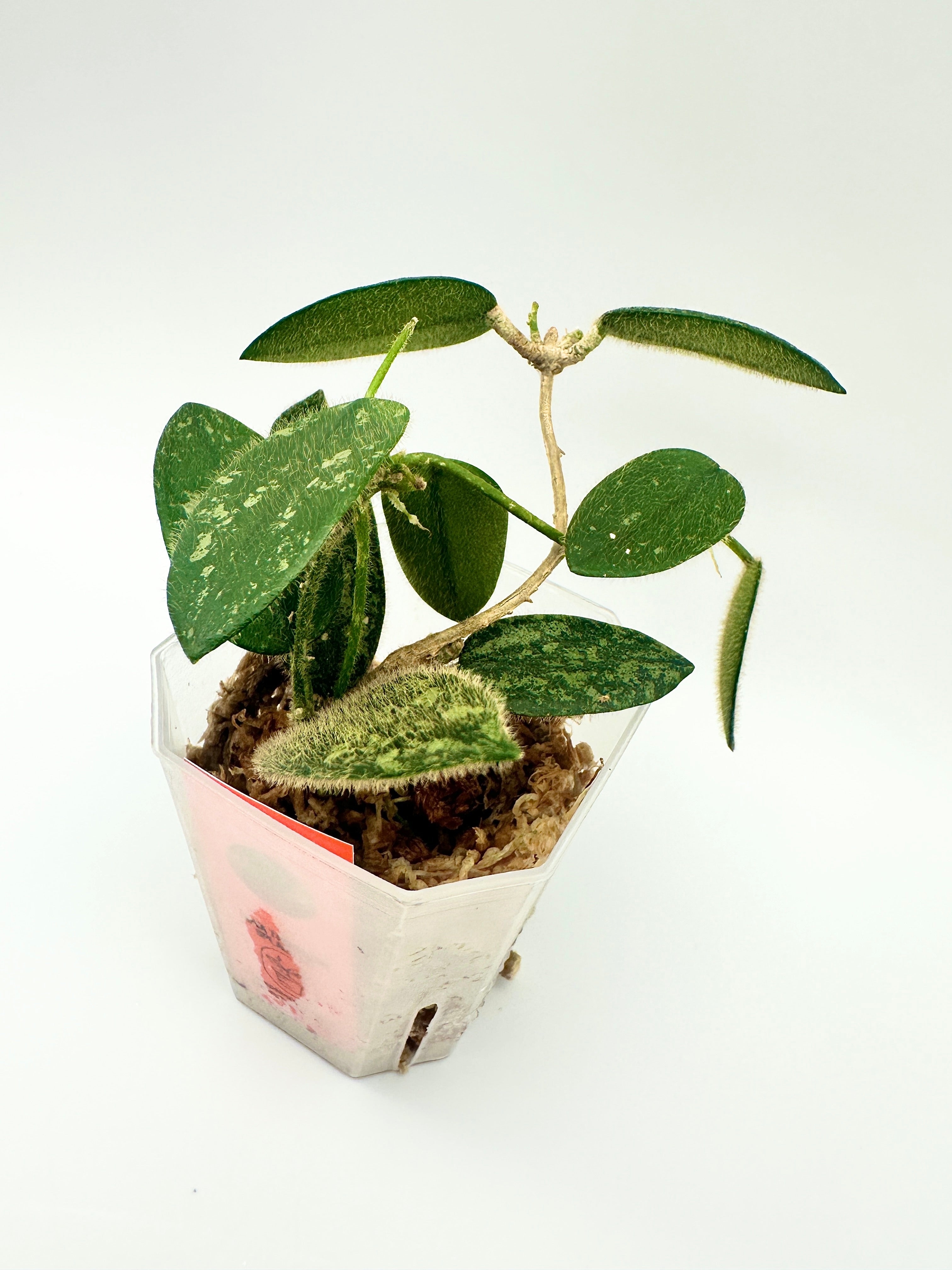 Hoya Thomsonii Splash (A)