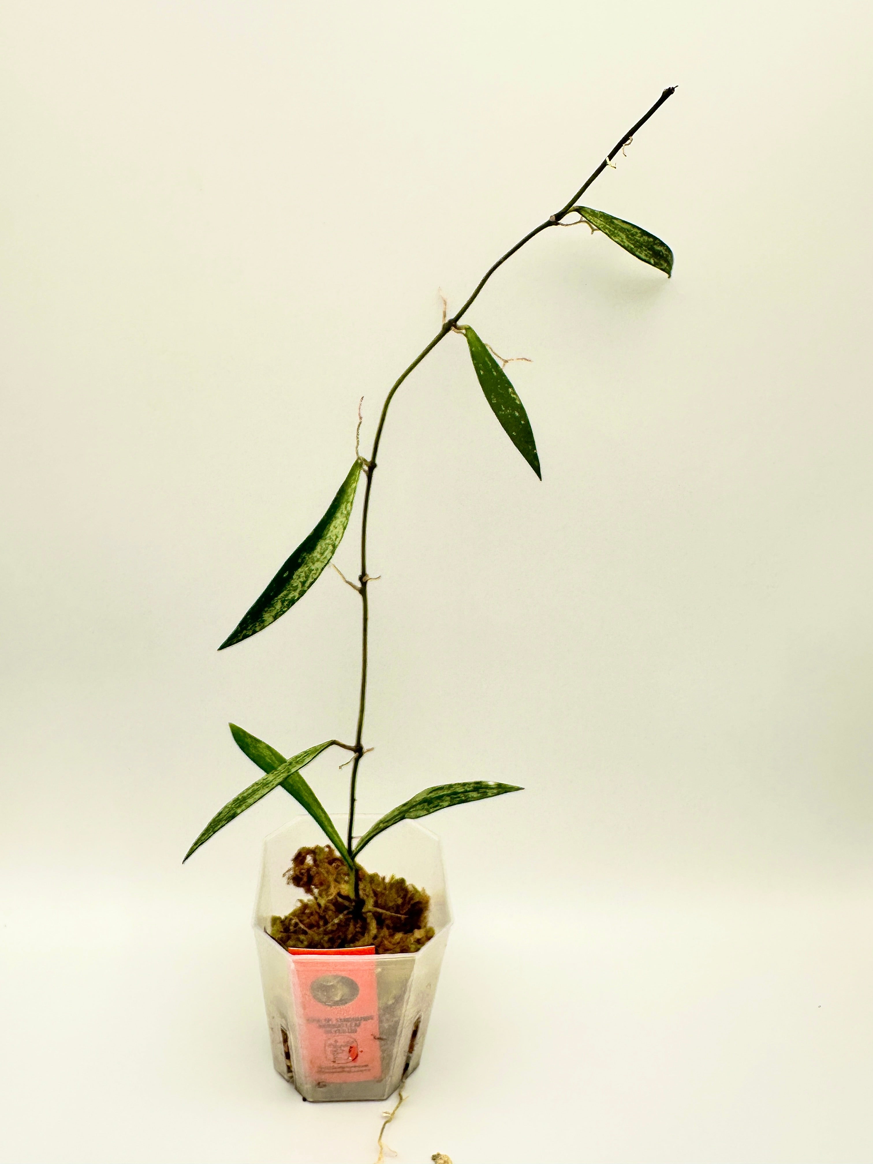 Hoya Sp. Tanggamus Bamboo Leaf Silver (B)