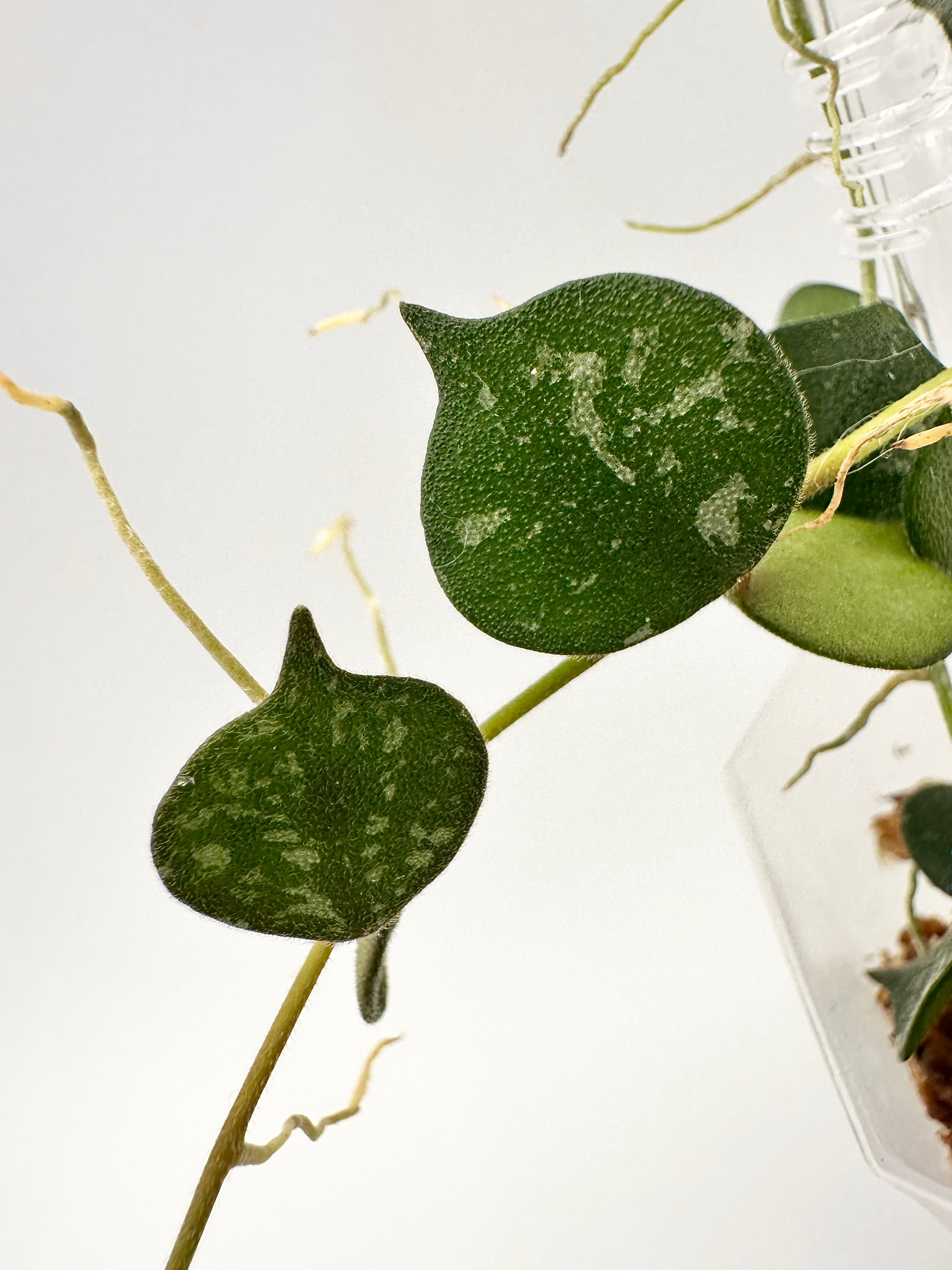 Hoya Curtisii Splash